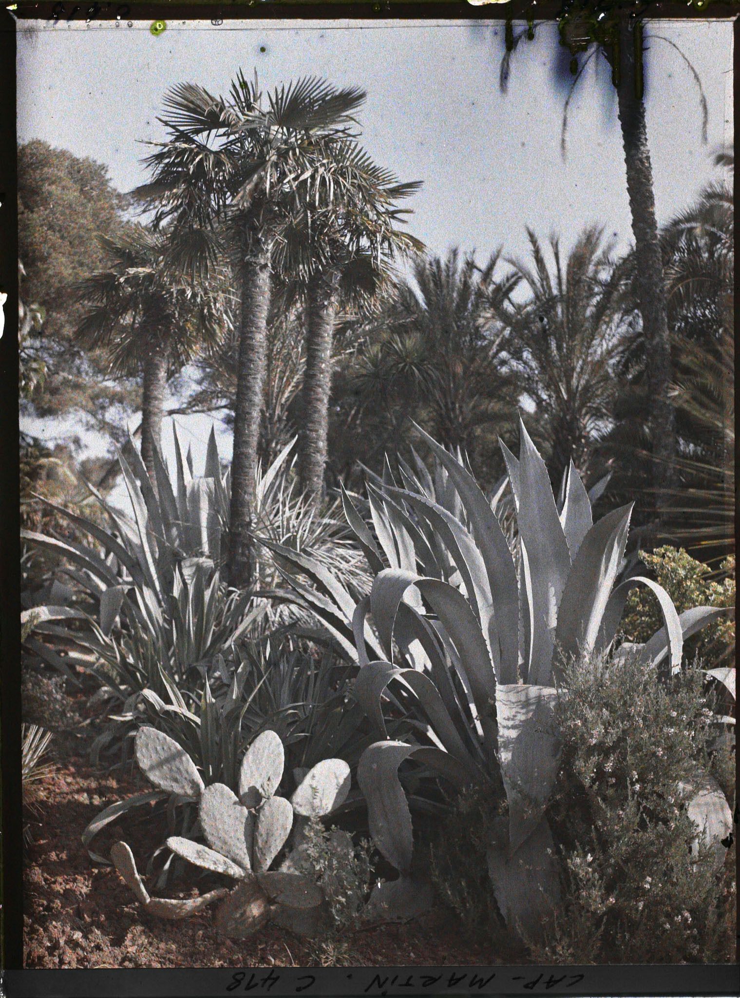 Image représentant Cap Martin Le Jardin