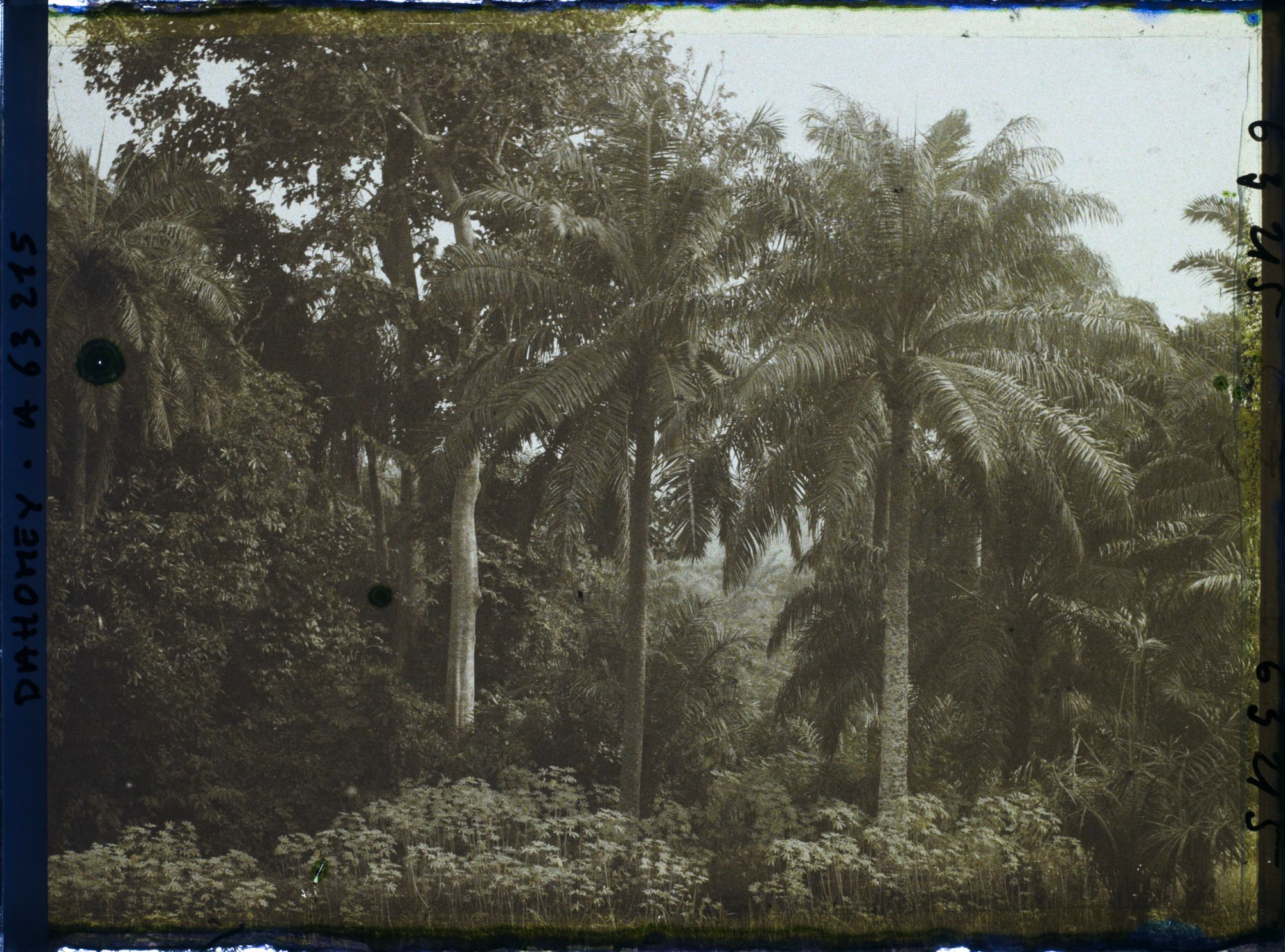 Image représentant Palmiers à huile et culture de manioc