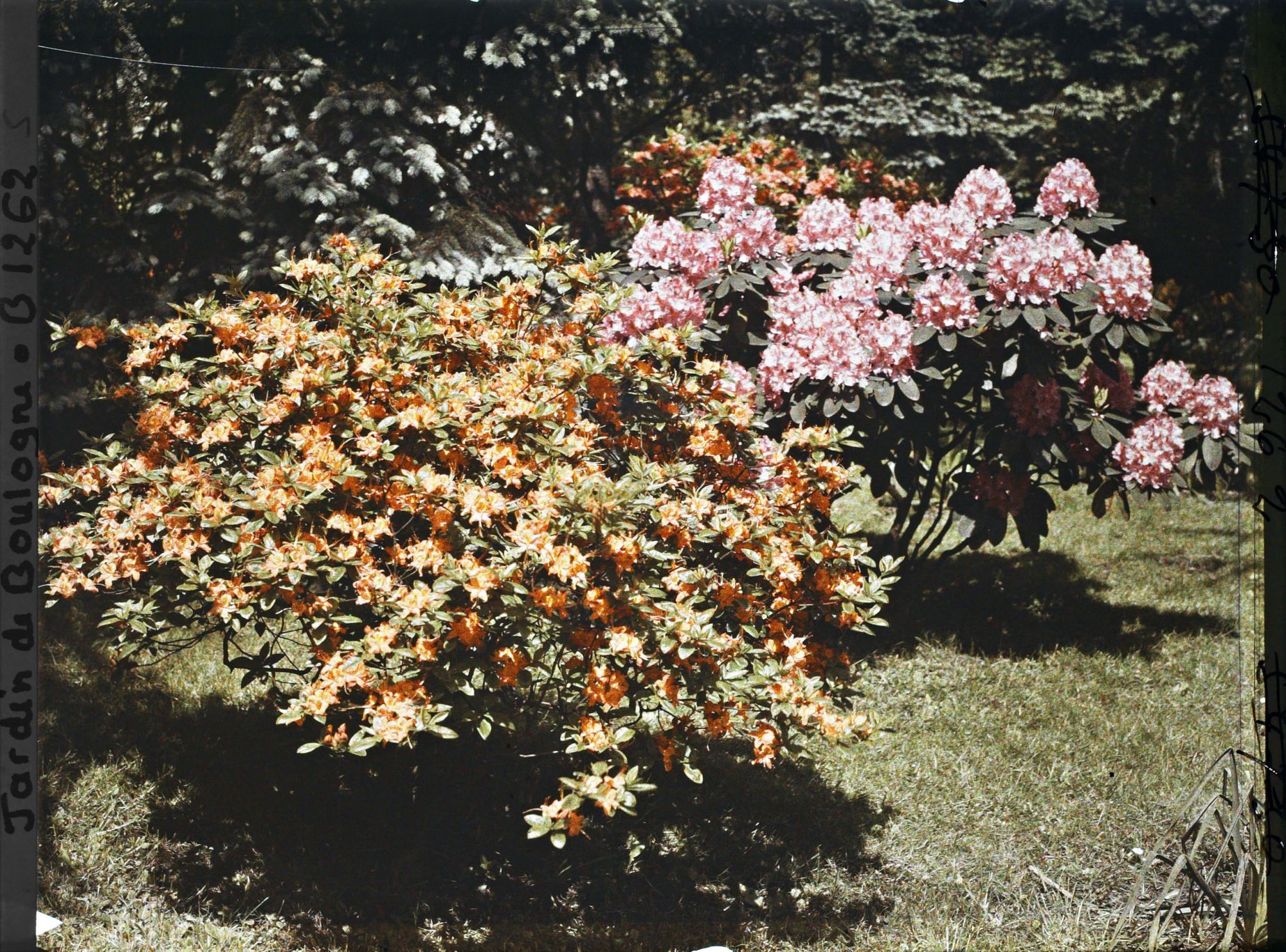 Image représentant Azalées et rhododendrons