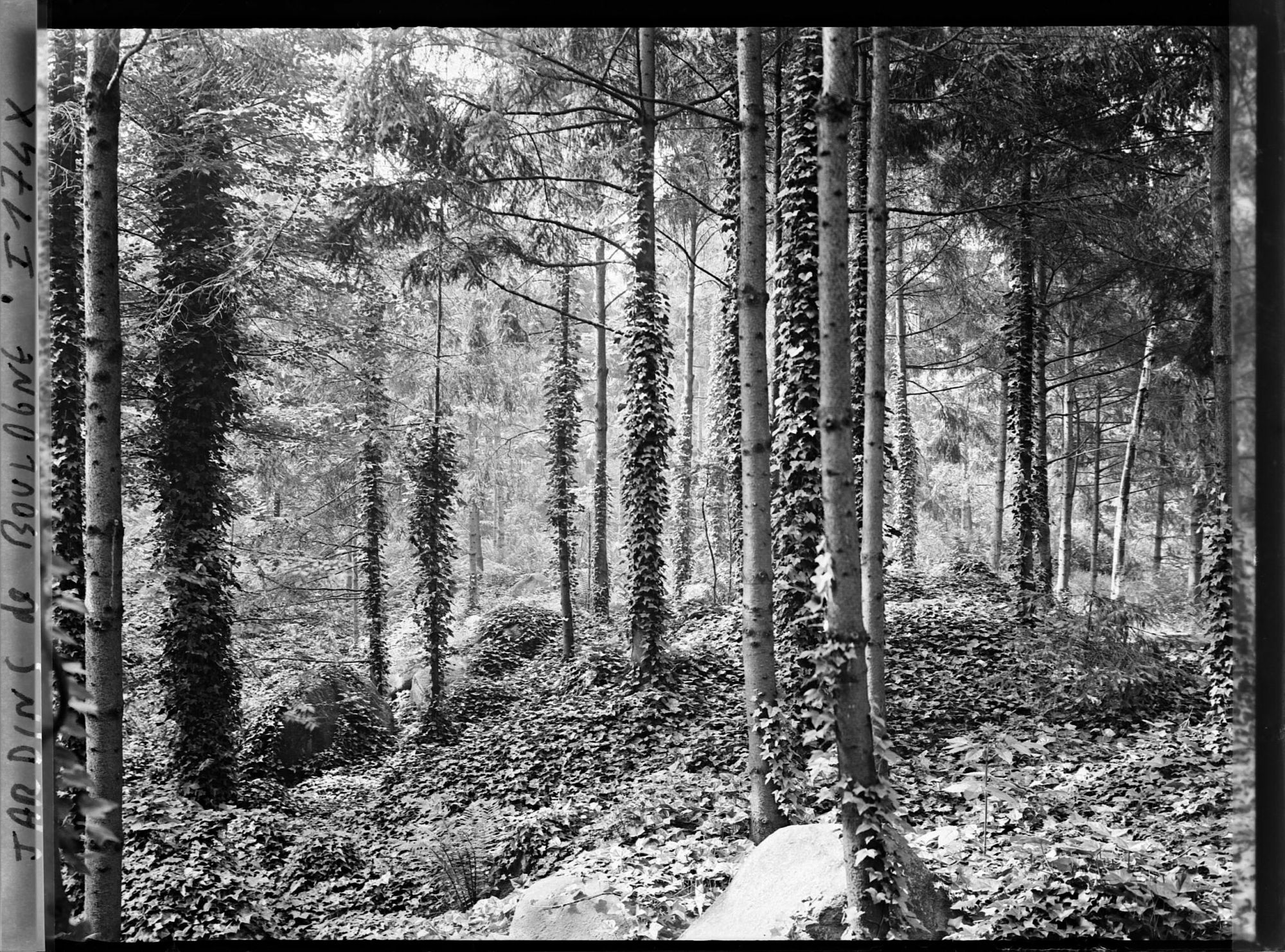 Image représentant La forêt vosgienne