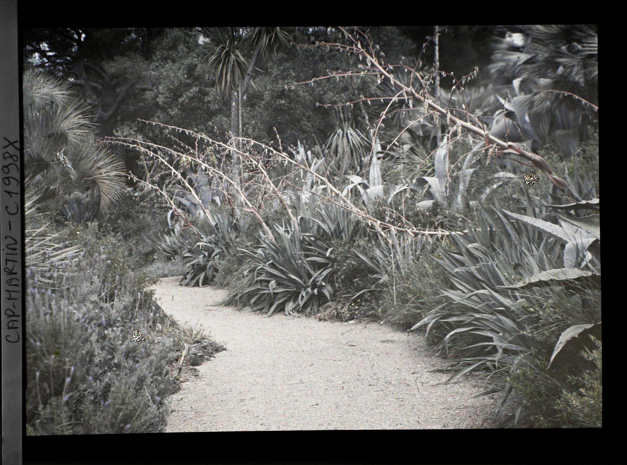 Image représentant Allée bordée de beschornérias, agaves, palmiers et autres végétaux, vue en direction de l'est, vue prise à 14 h