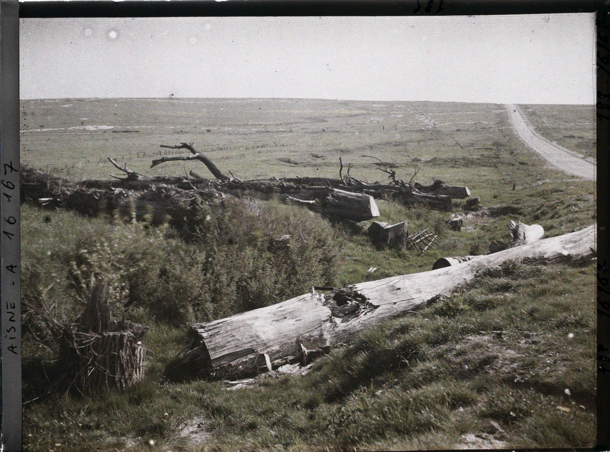 Image représentant France, Env- de St Quentin, Arbres coupés sur la route de Ham