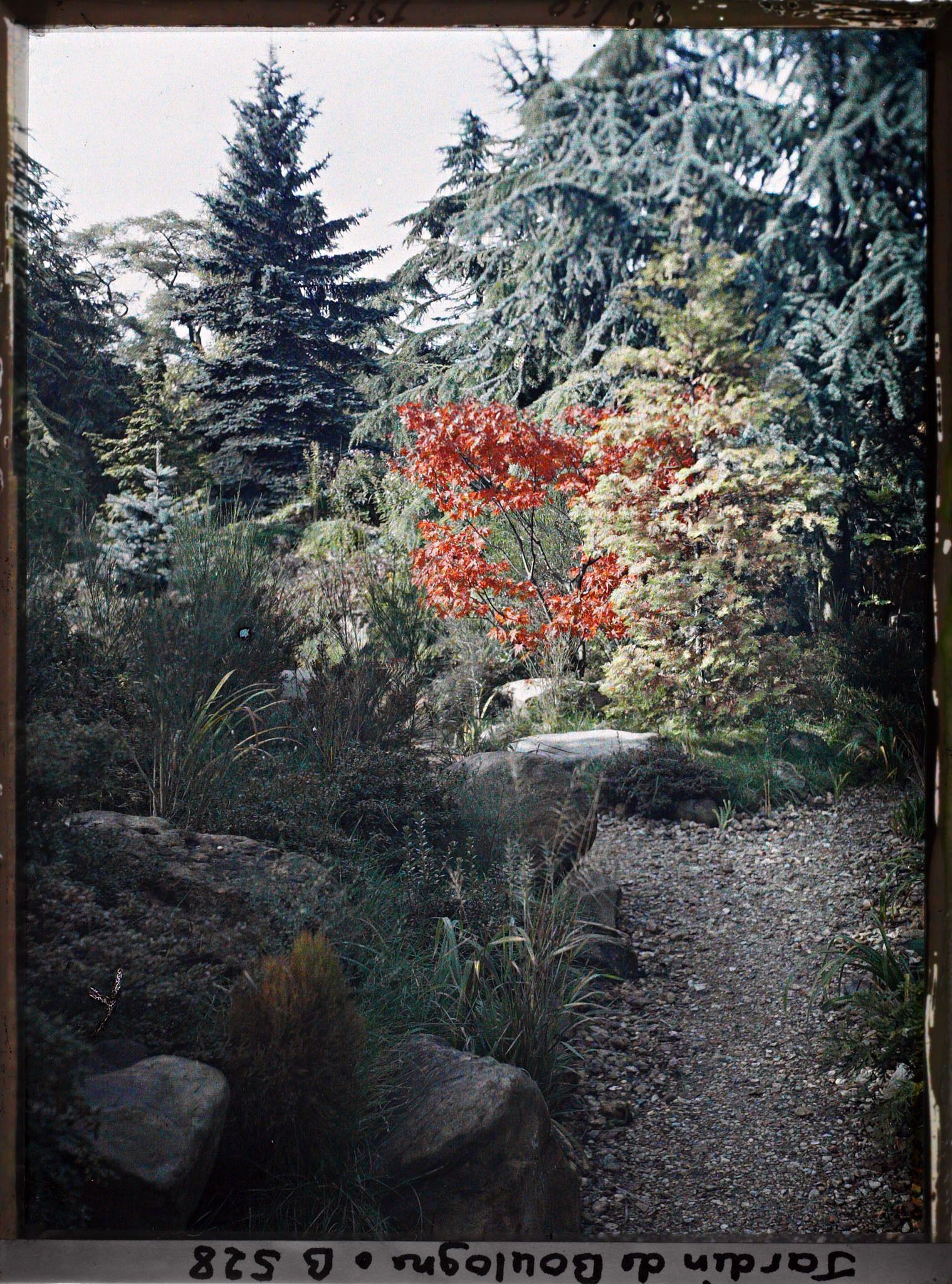Image représentant Érable rouge au bord d'un chemin du " sanctuaire japonais ", encore proche du " village japonais "