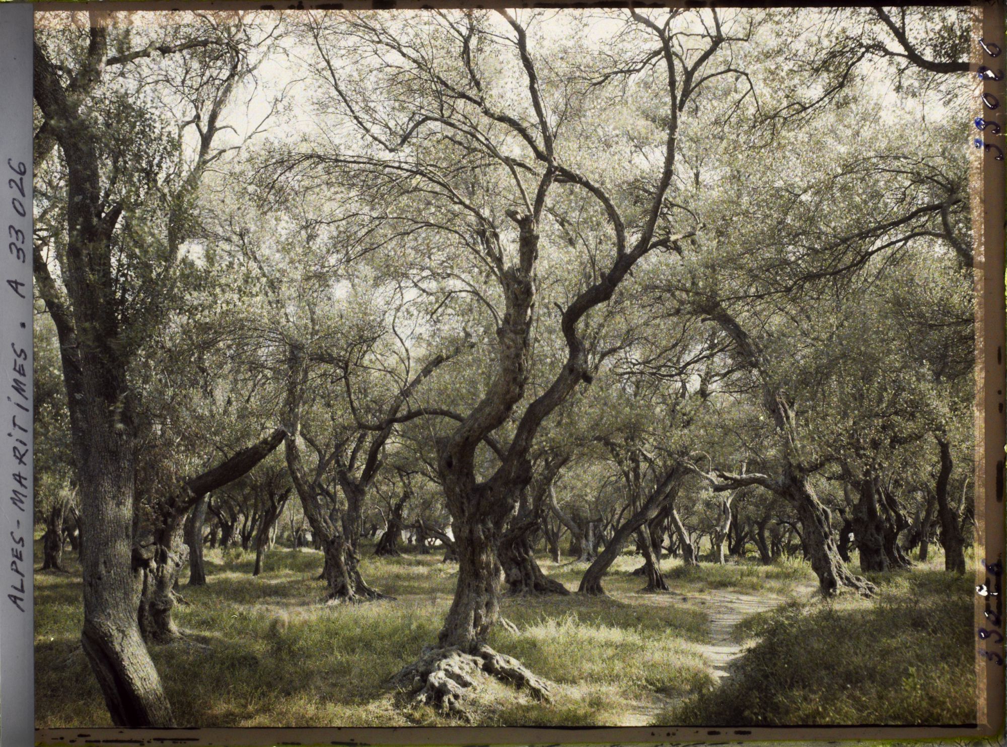 Image représentant Forêt d'oliviers