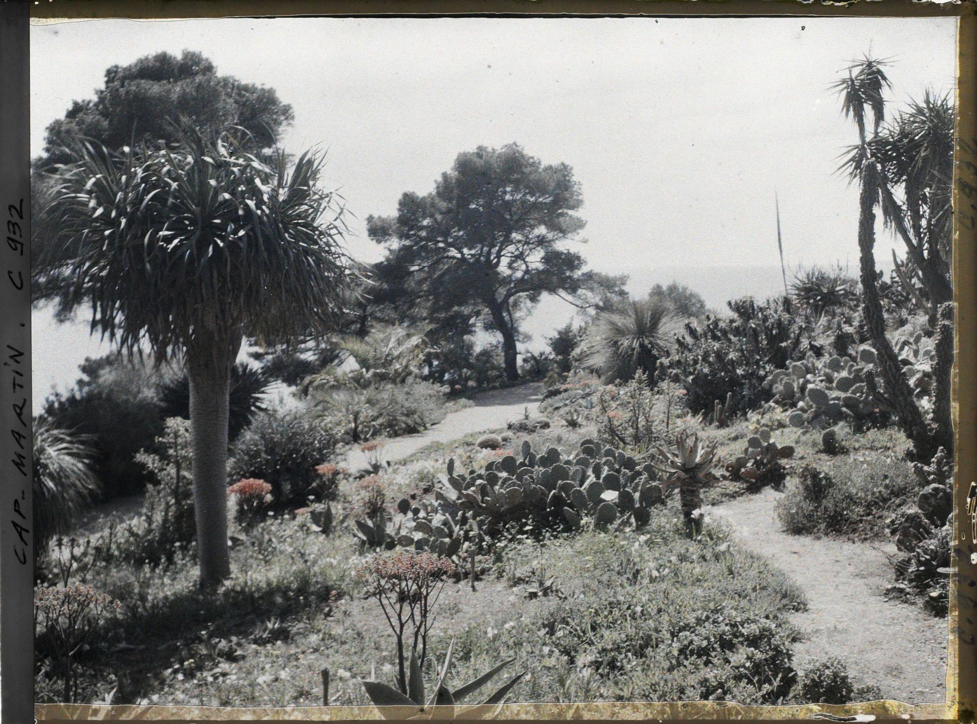 Image représentant Le Jardin Palmiers et figuiers