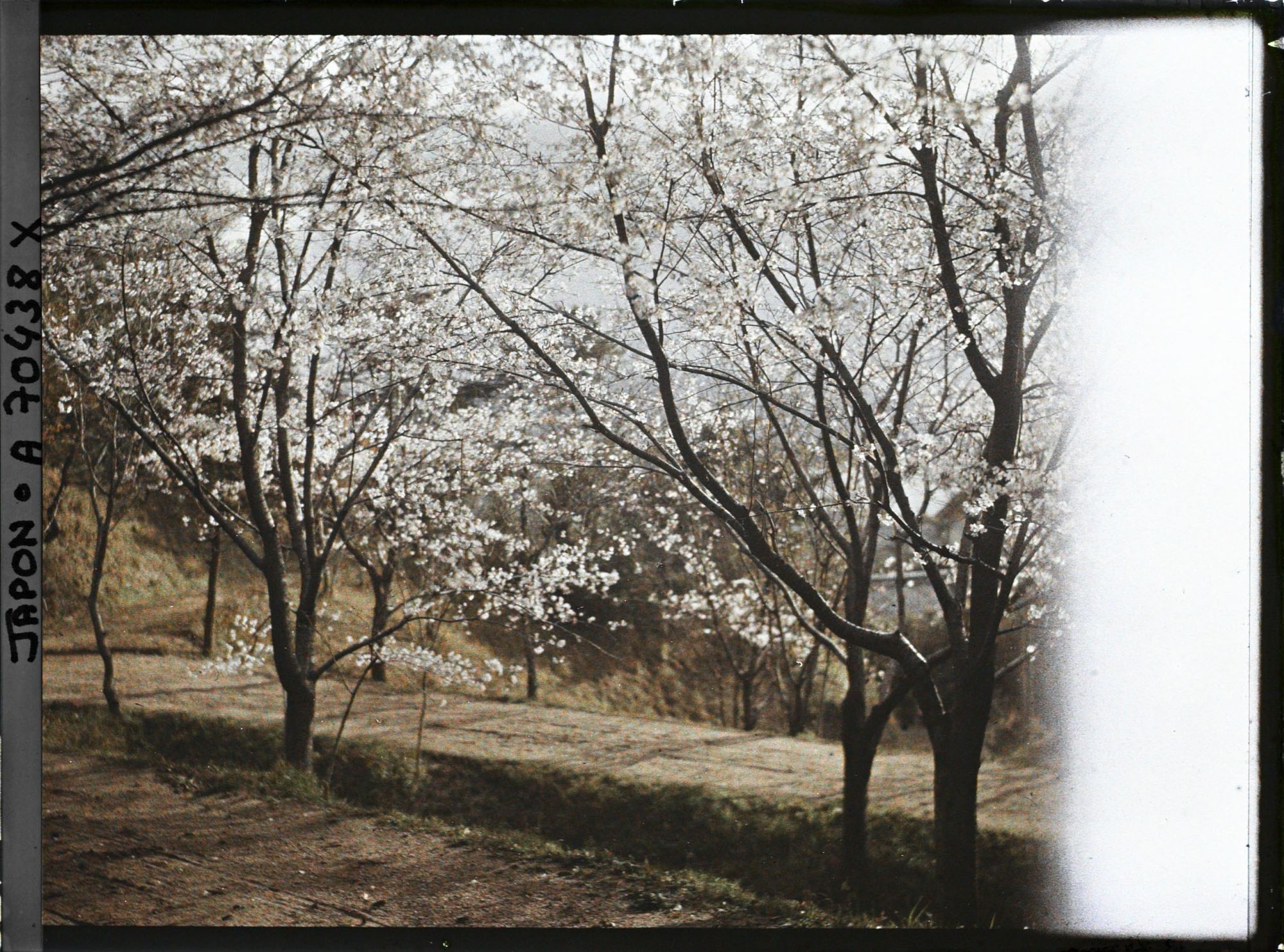 Image représentant Cerisiers en fleurs