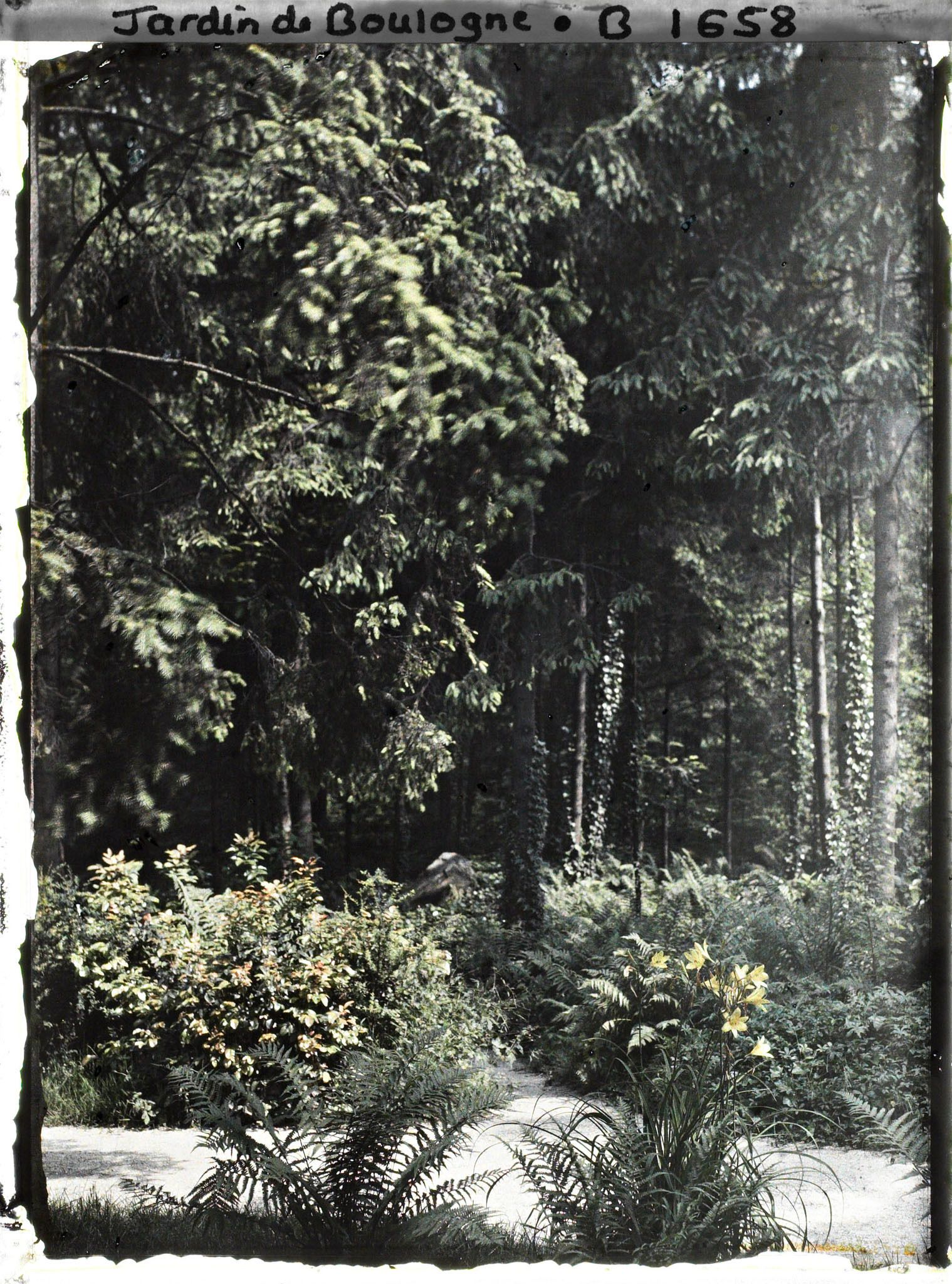 Image représentant Allée près de la forêt vosgienne