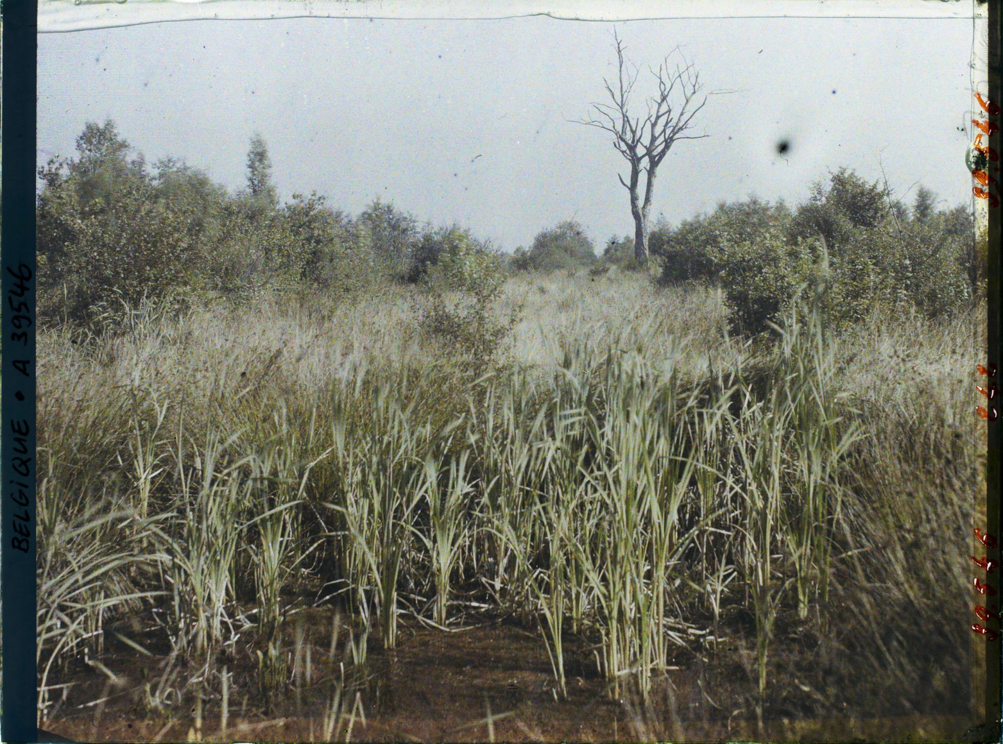 Image représentant Belgique, Font d'Houthulst, Un aspect de la forêt