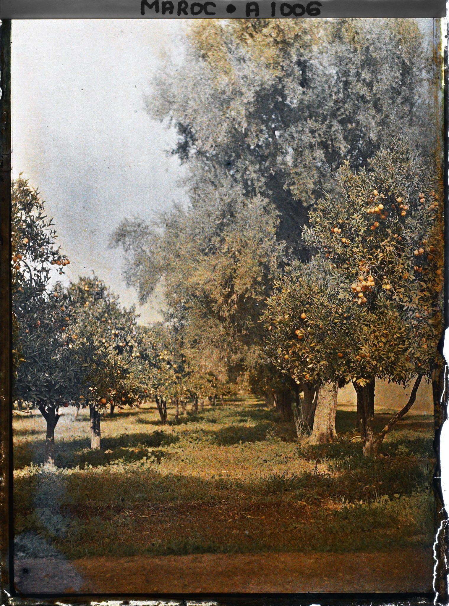 Image représentant Les jardins du Dar el Maghzen