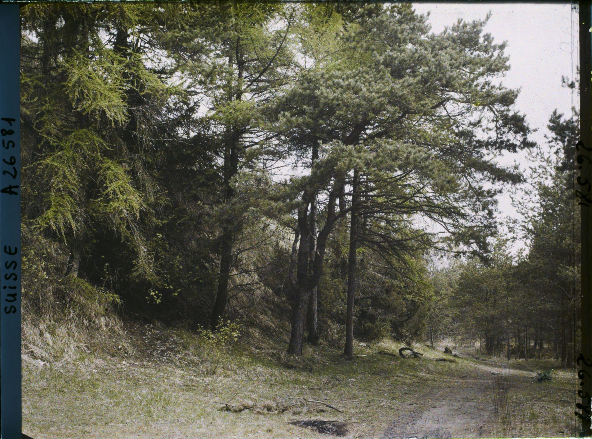 Image représentant L'île des lapins, voisine de l'île Saint-Pierre