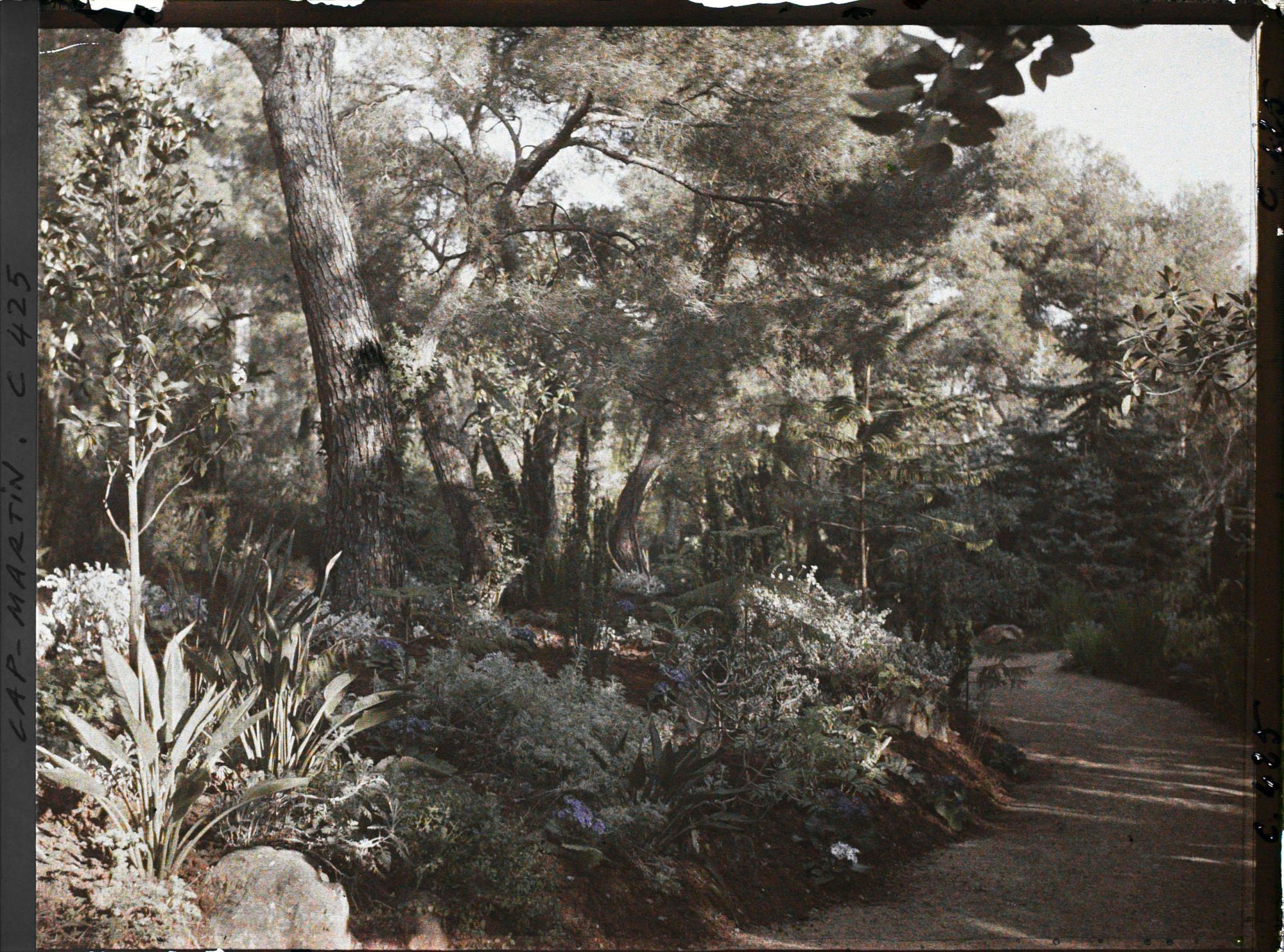 Image représentant Cap Martin Le Jardin