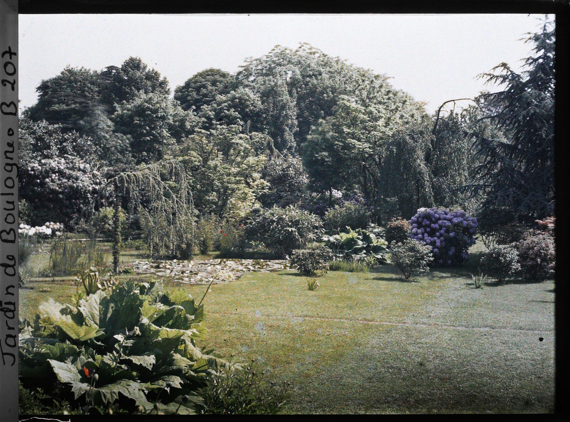 Image représentant Gunnera situé au sud des " étangs " du marais bordé d'arbustes et vu en direction du nord, nord-est