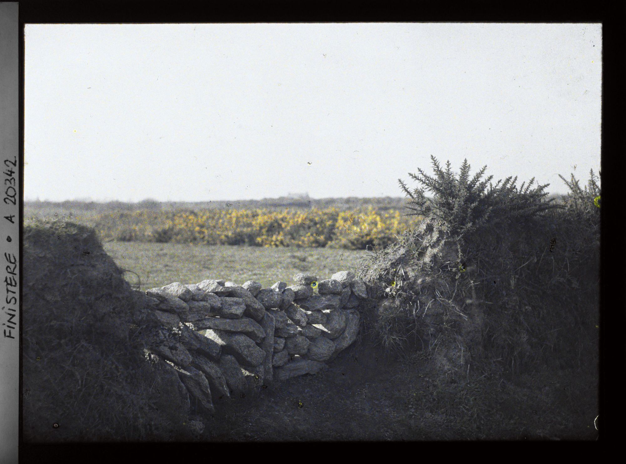 Image représentant Clôture en pierres entre deux talus et ajoncs fleuris à l'arrière-plan