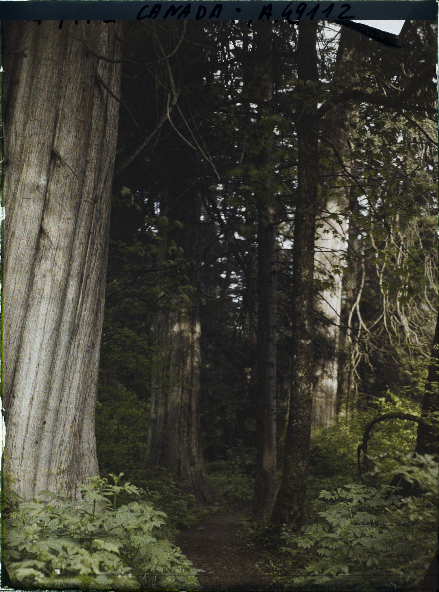 Image représentant Canada, Vancouver, Un Coin de la Forêt