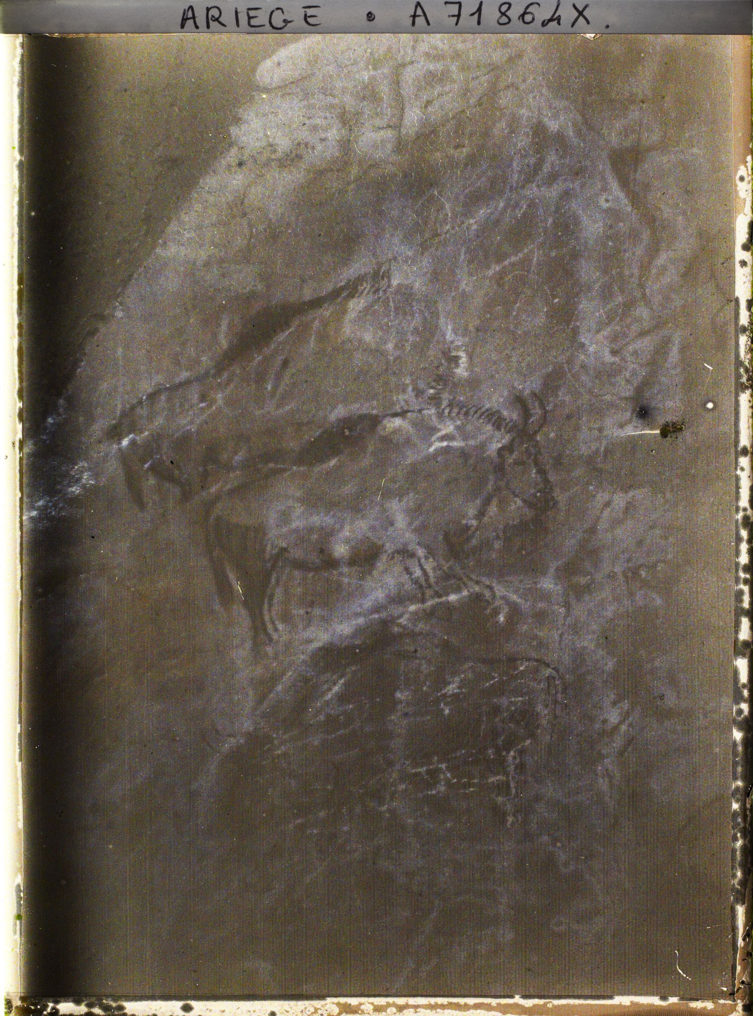 Image représentant Grotte de Niaux : les bisons