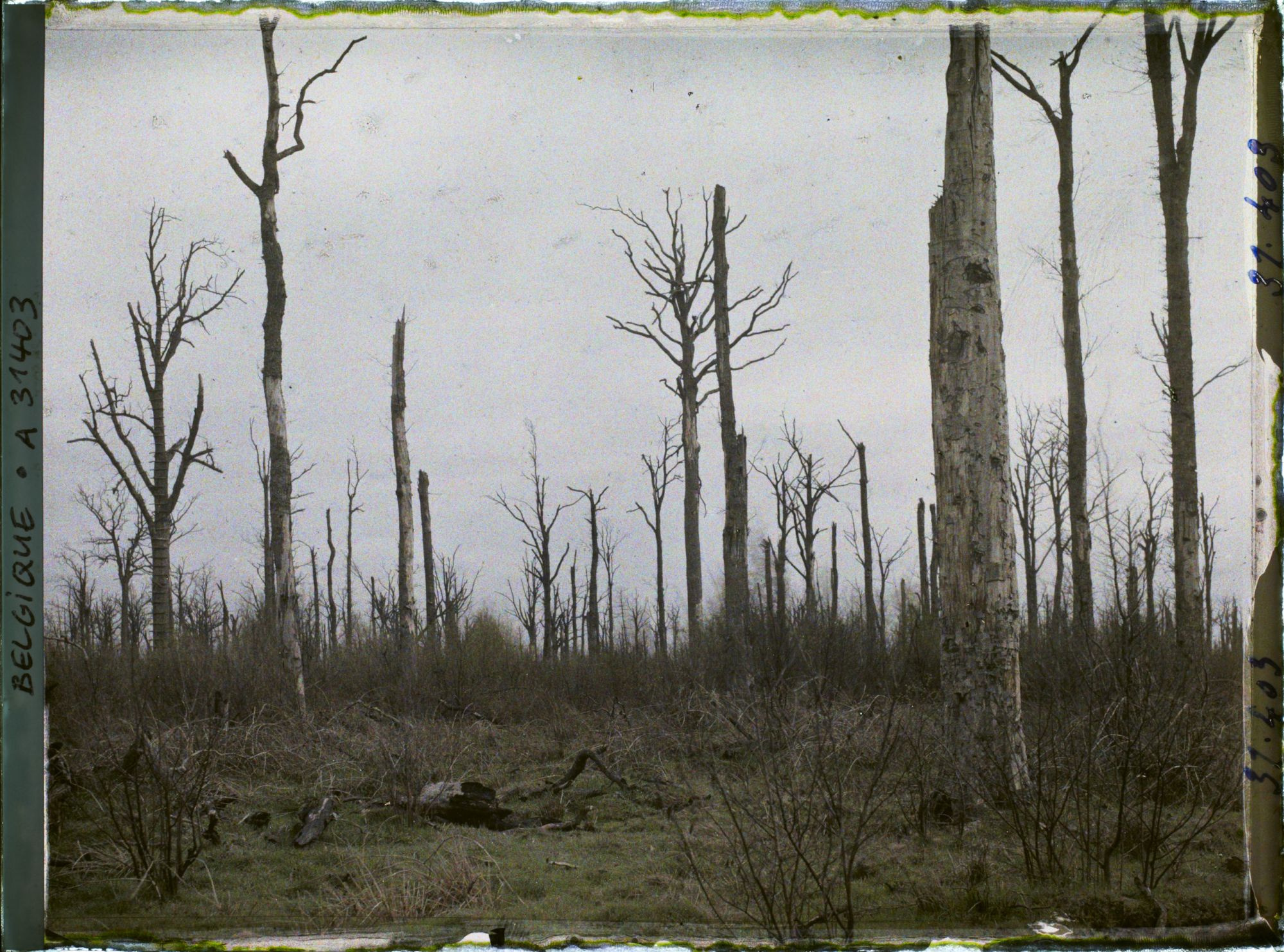 Image représentant Belgique, Forêt d' Houtuhlsd, Forêt d' Houtuhlsd; un aspect de la forêt
