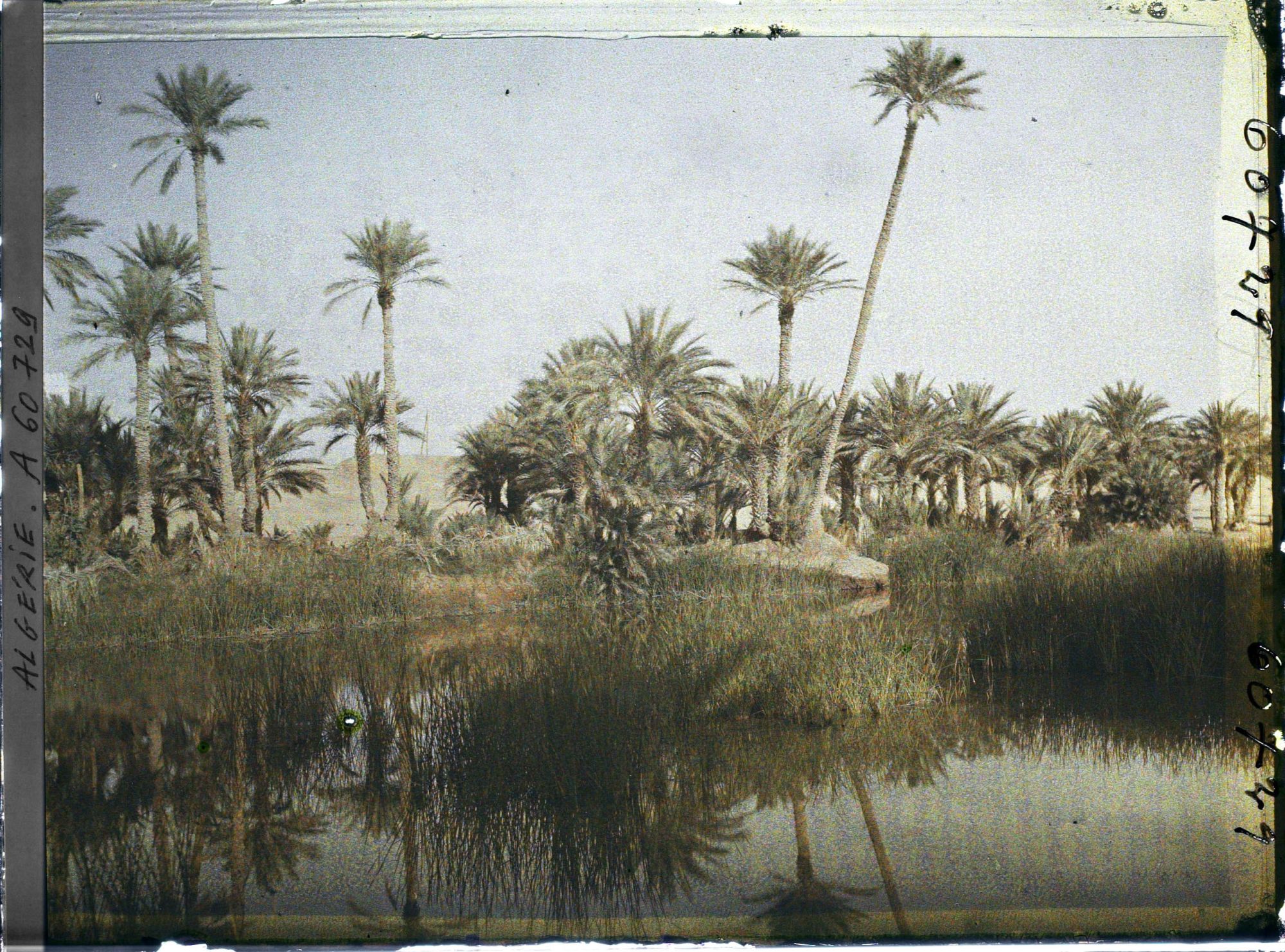 Image représentant La palmeraie