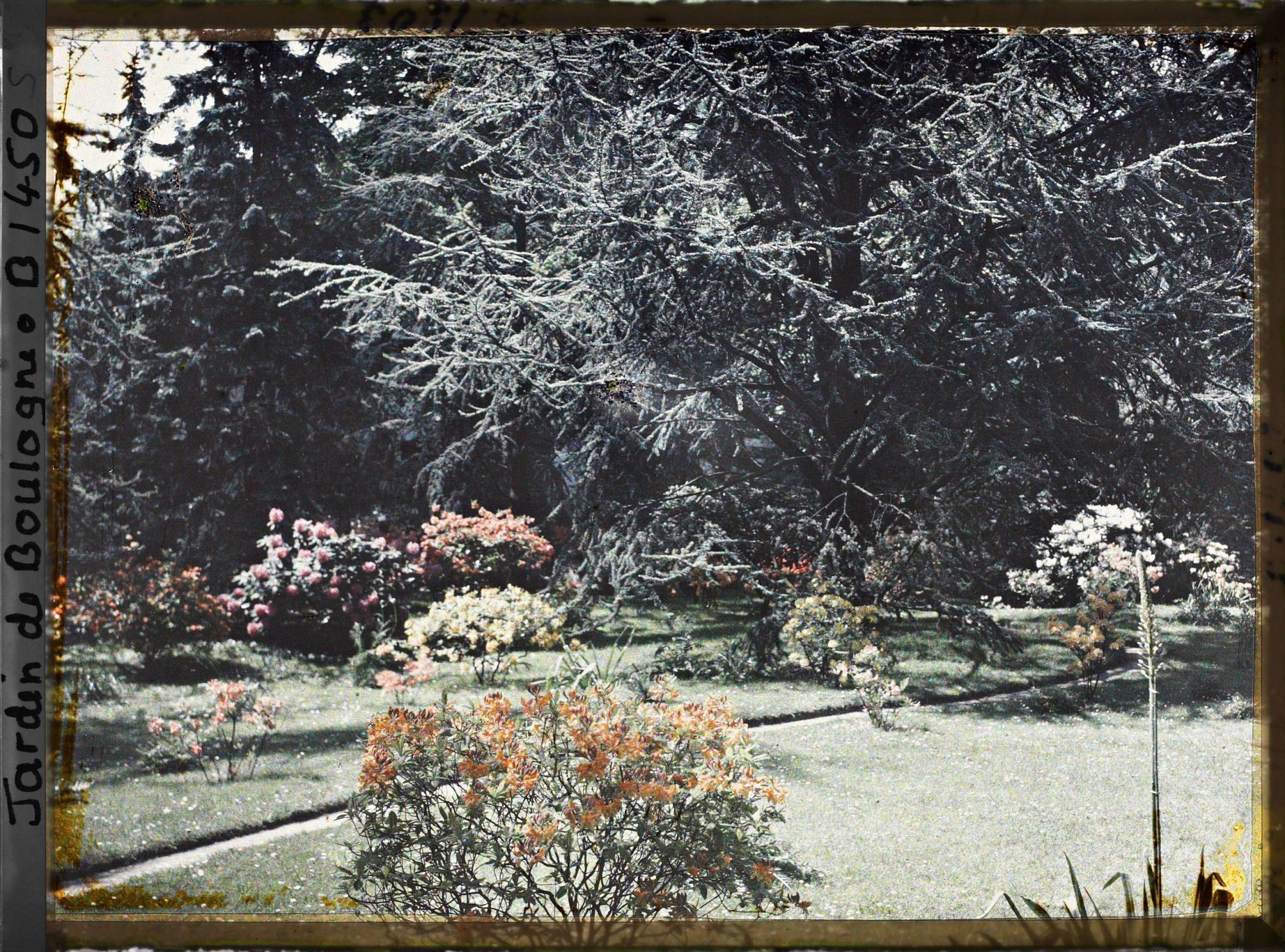 Image représentant Rhododendrons et azalées en fleurs au bord d'un chemin qui longe le marais en direction de l'ouest