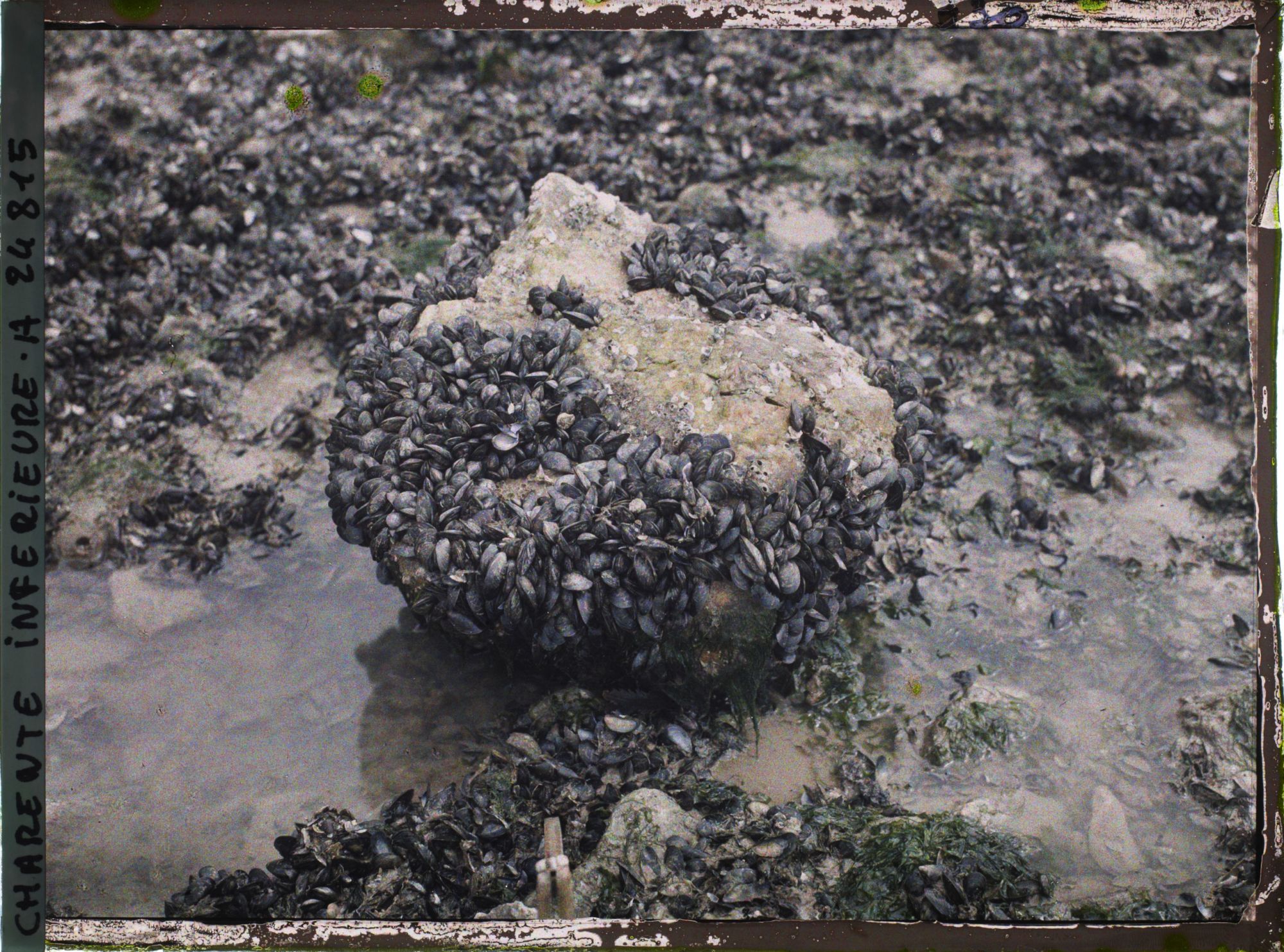 Image représentant Les moules sur un rocher