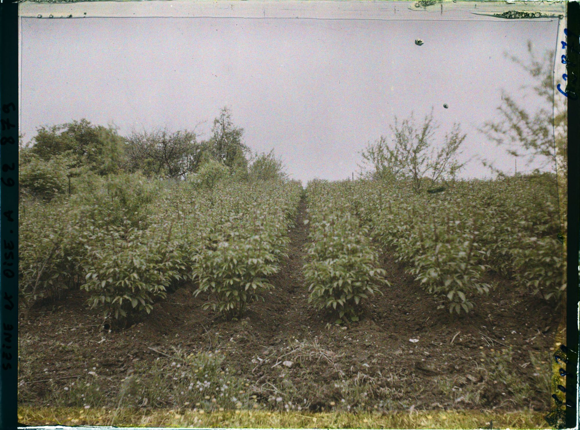 Image représentant France, Louveciennes, Culture de pivoines