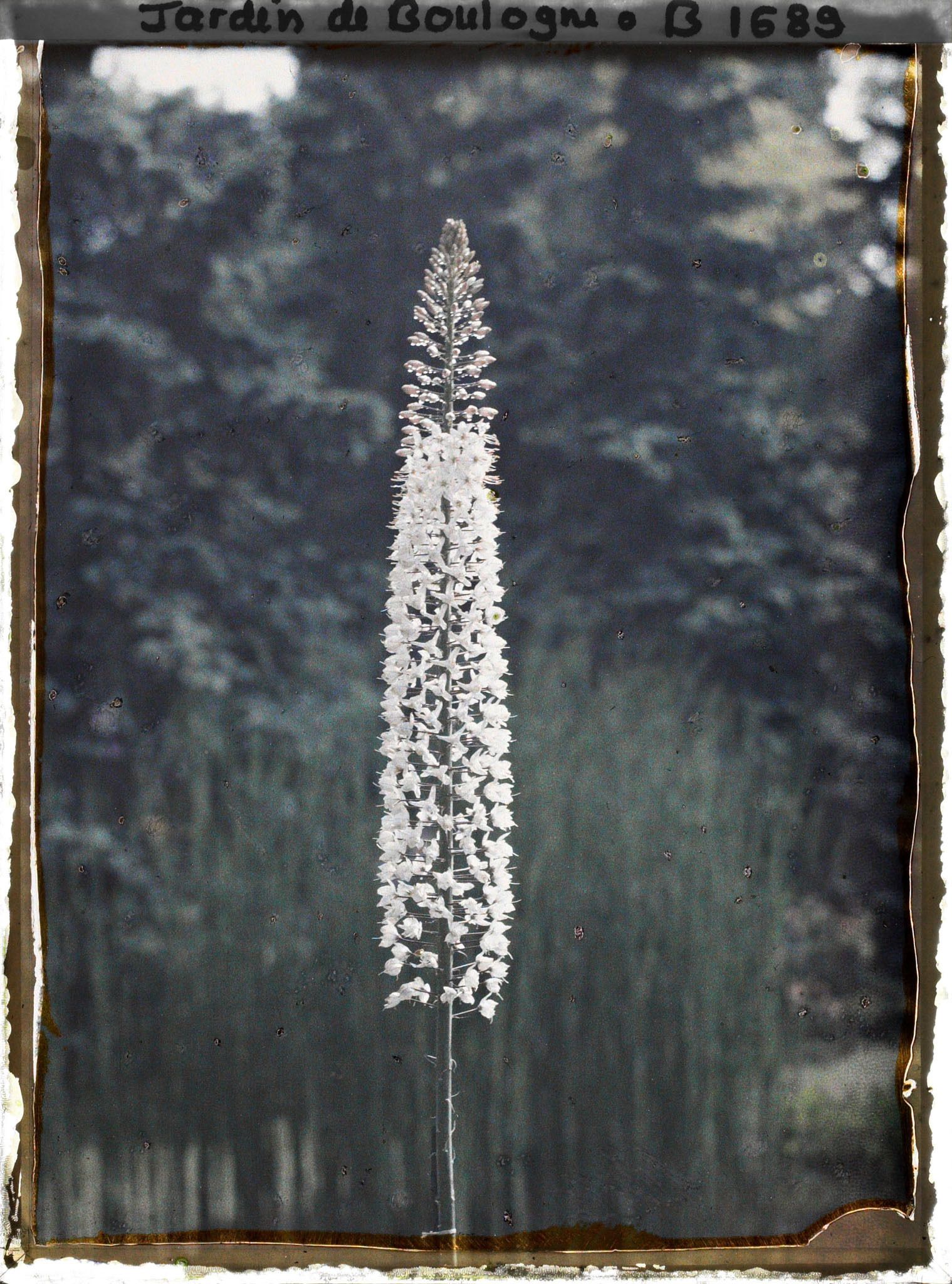 Image représentant Erémurus rose (gros plan)