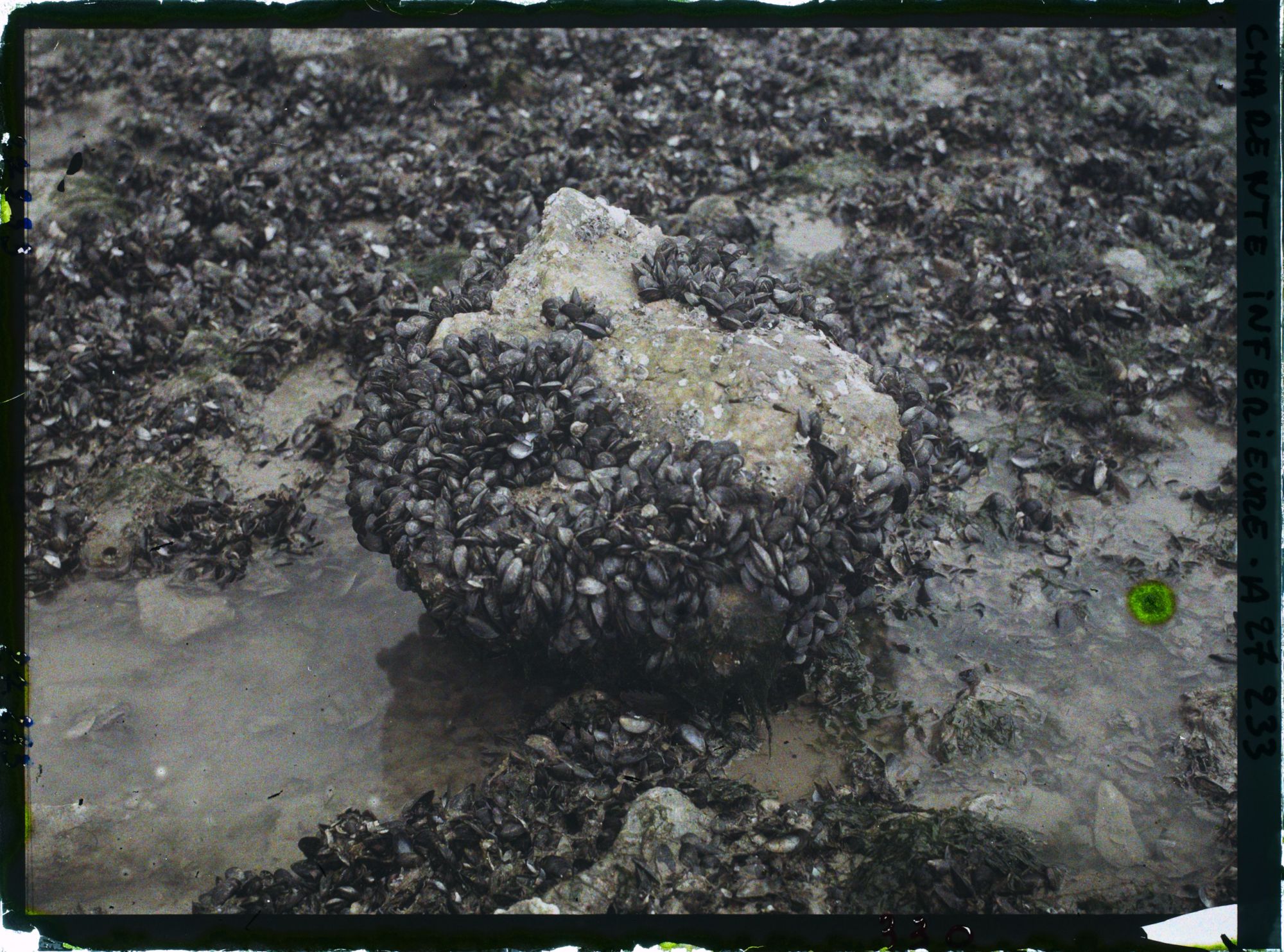 Image représentant Les moules sur un rocher