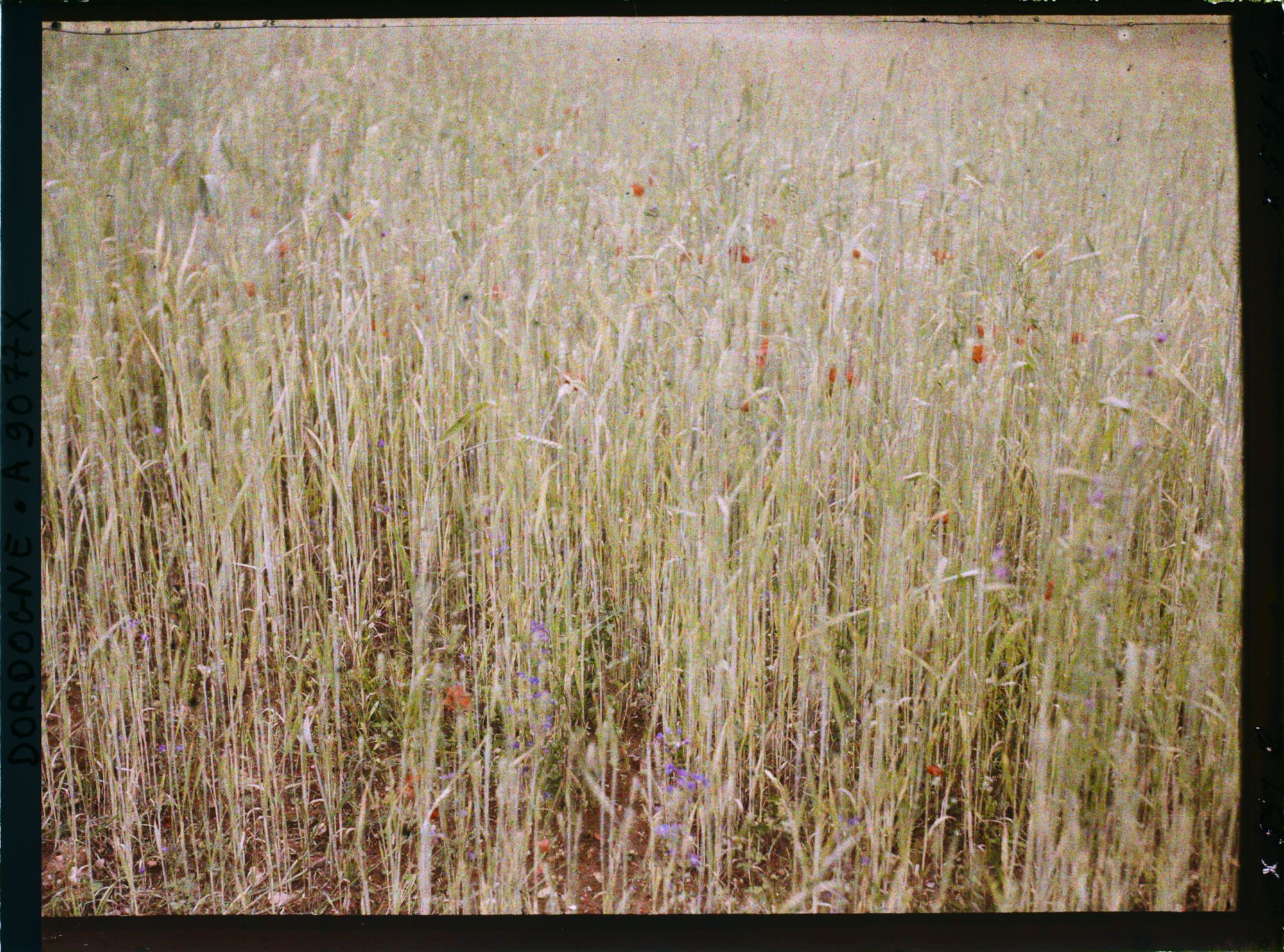 Image représentant France, Echantillonage de Cultures de blé durant la guerre : culture imparfaite et inégalité des tiges : coquelicots, un peu de vesces et "alouettes" ou "pieds d'alouettes".