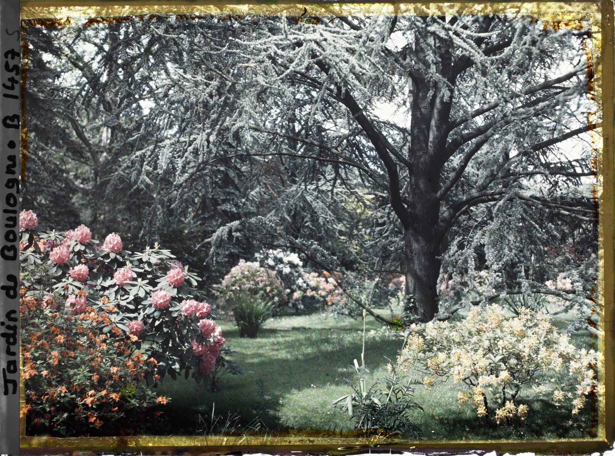 Image représentant Azalées dans la forêt bleue