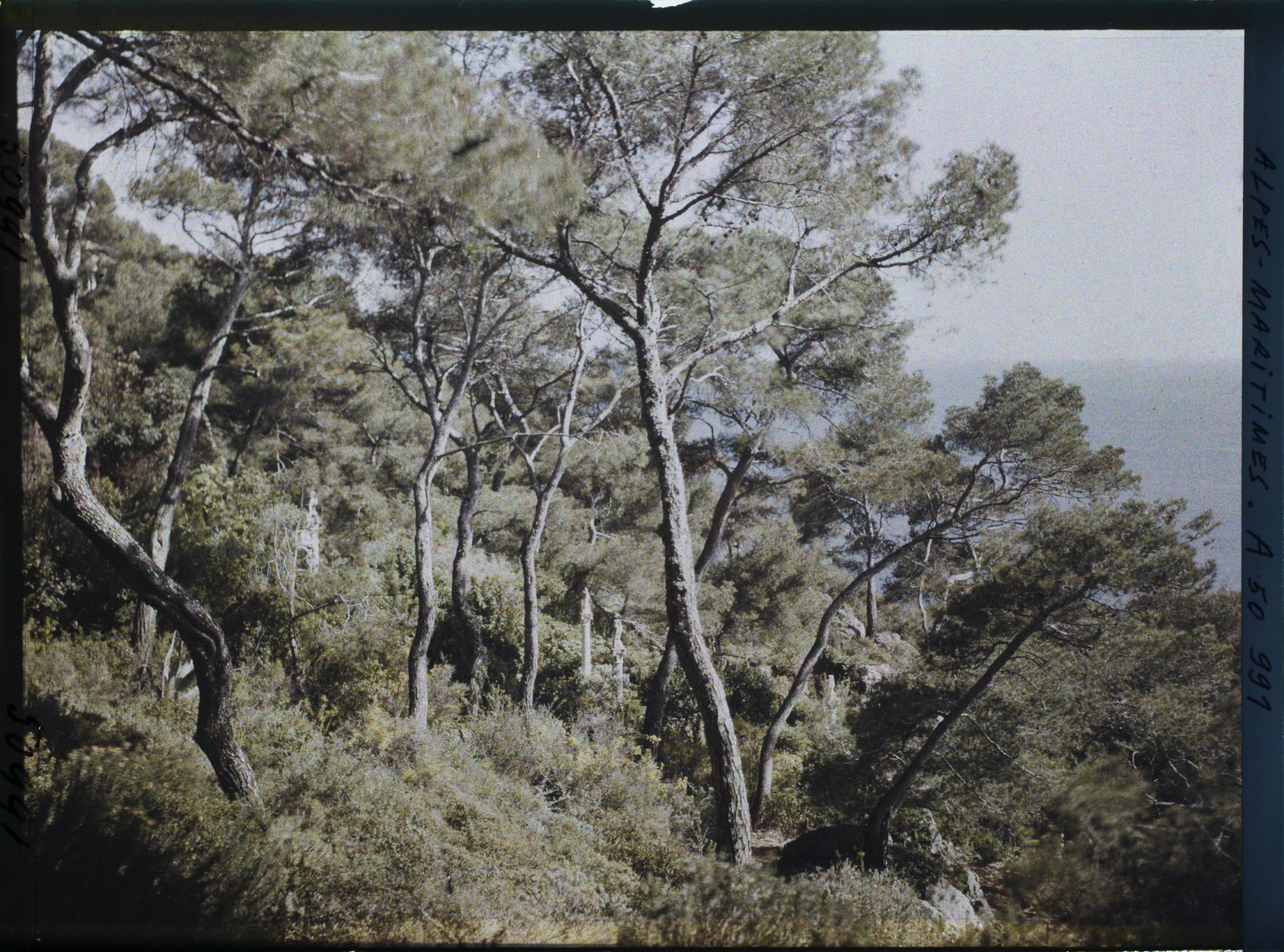Image représentant Ponctuations d'éléments sculptés dans la pinède de la villa Cypris dominant la mer