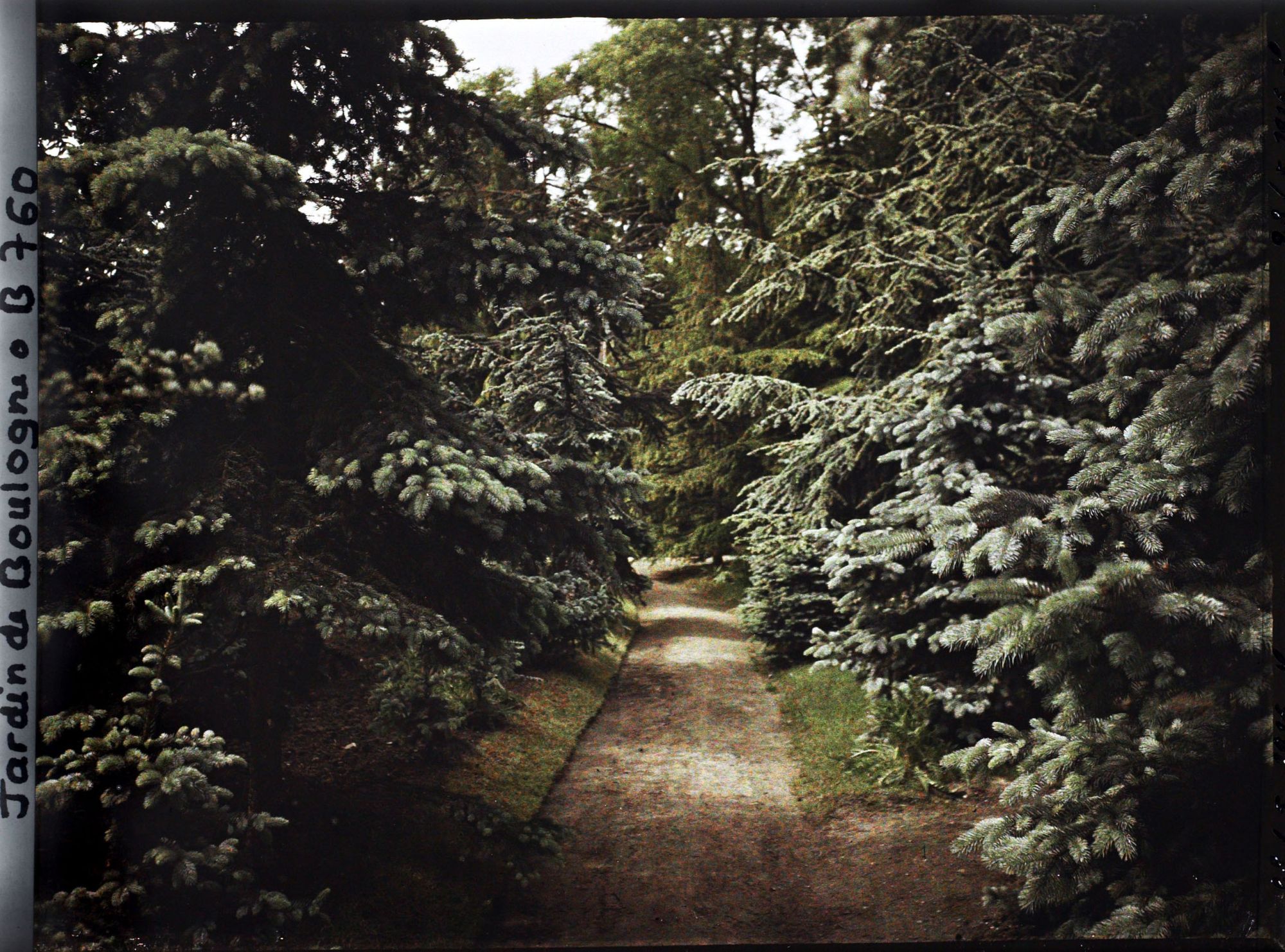 Image représentant La forêt bleue