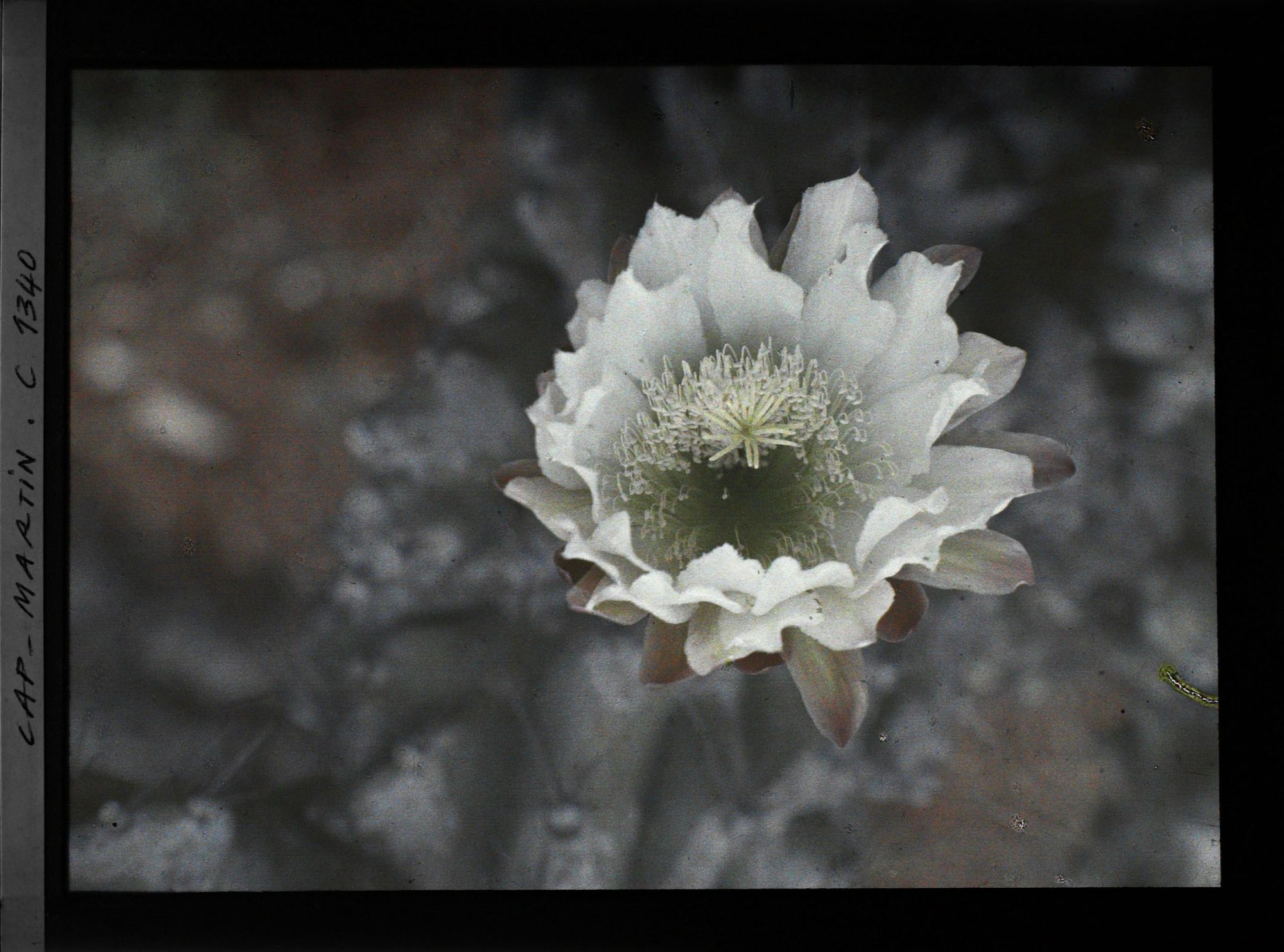 Image représentant Fleur de cactus blanche
