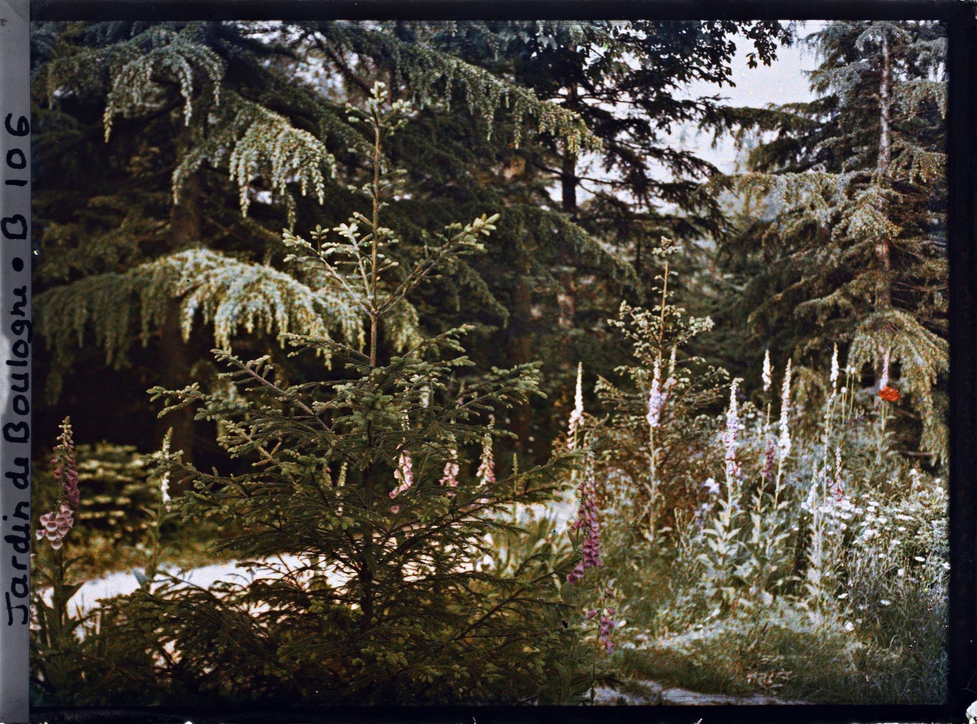 Image représentant La prairie en fleurs au coeur de la forêt dorée