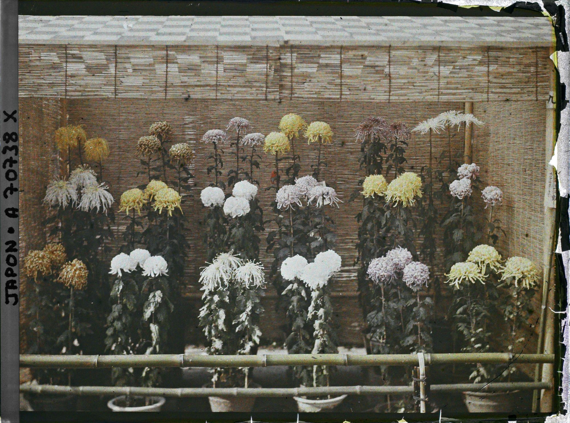 Image représentant Exposition de chrysanthèmes