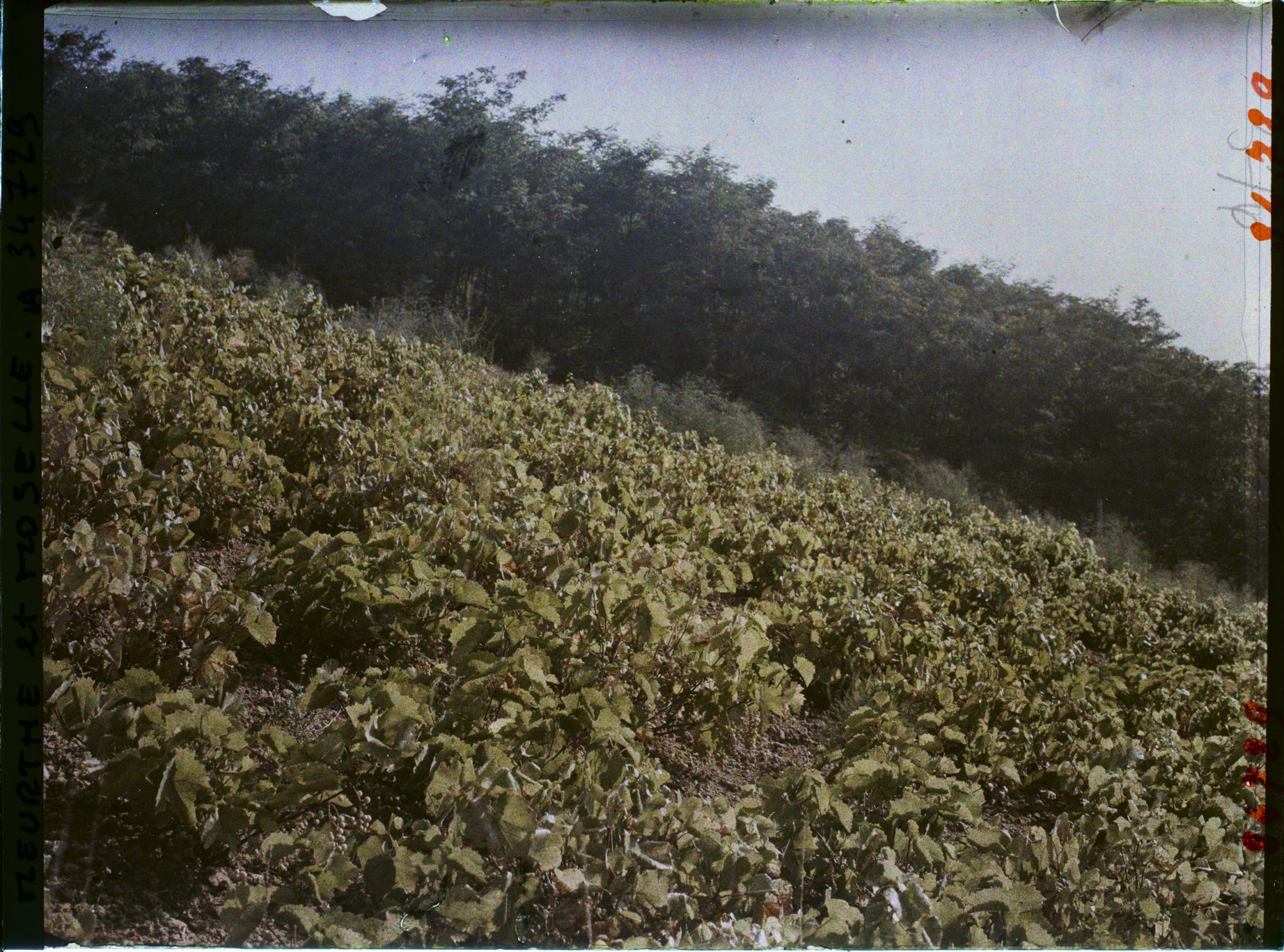 Image représentant France, Thiaucourt, Une vigne au Soleil levant
