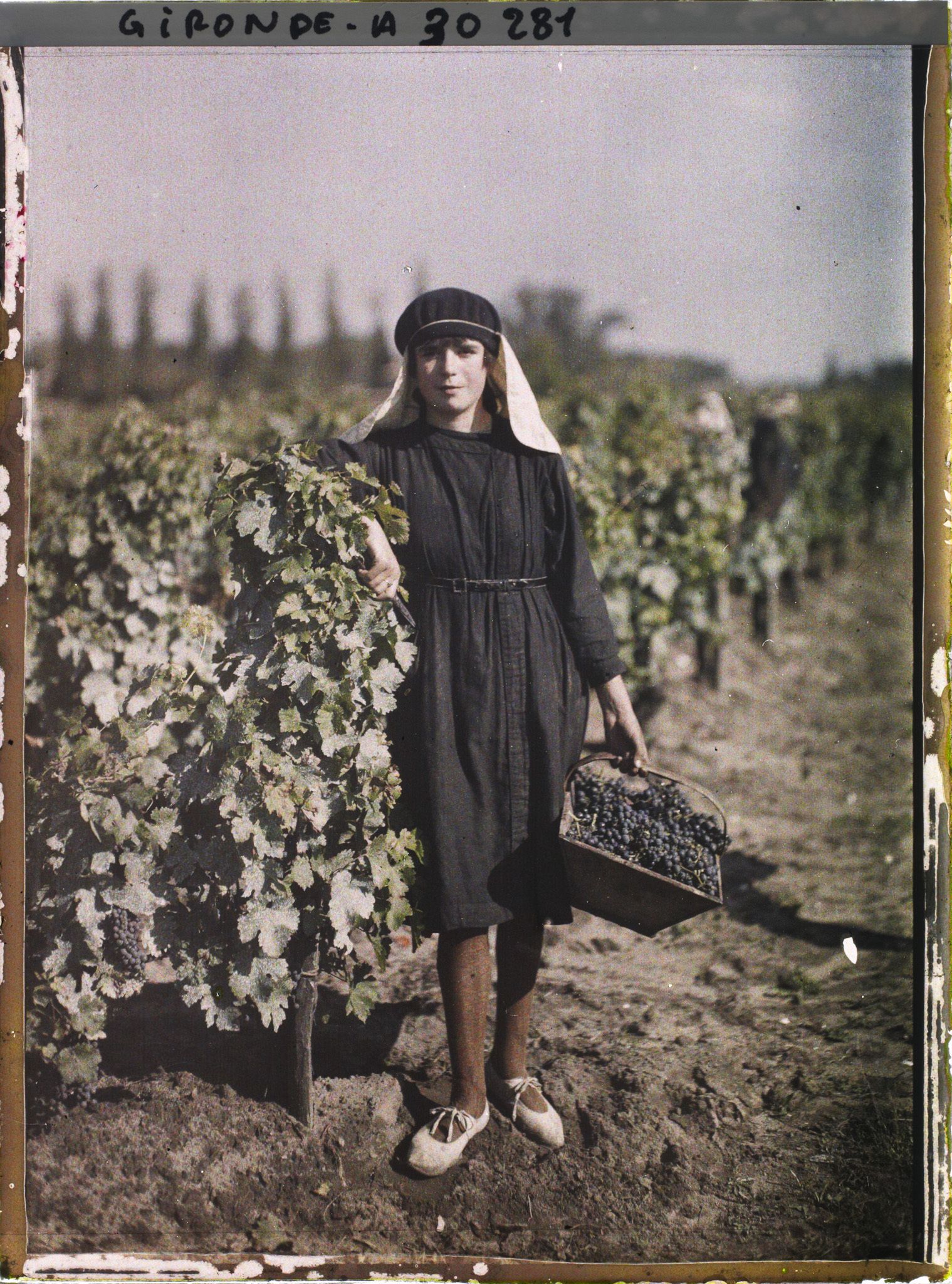 Image représentant France, St Emilion, Jeune vendangeuse