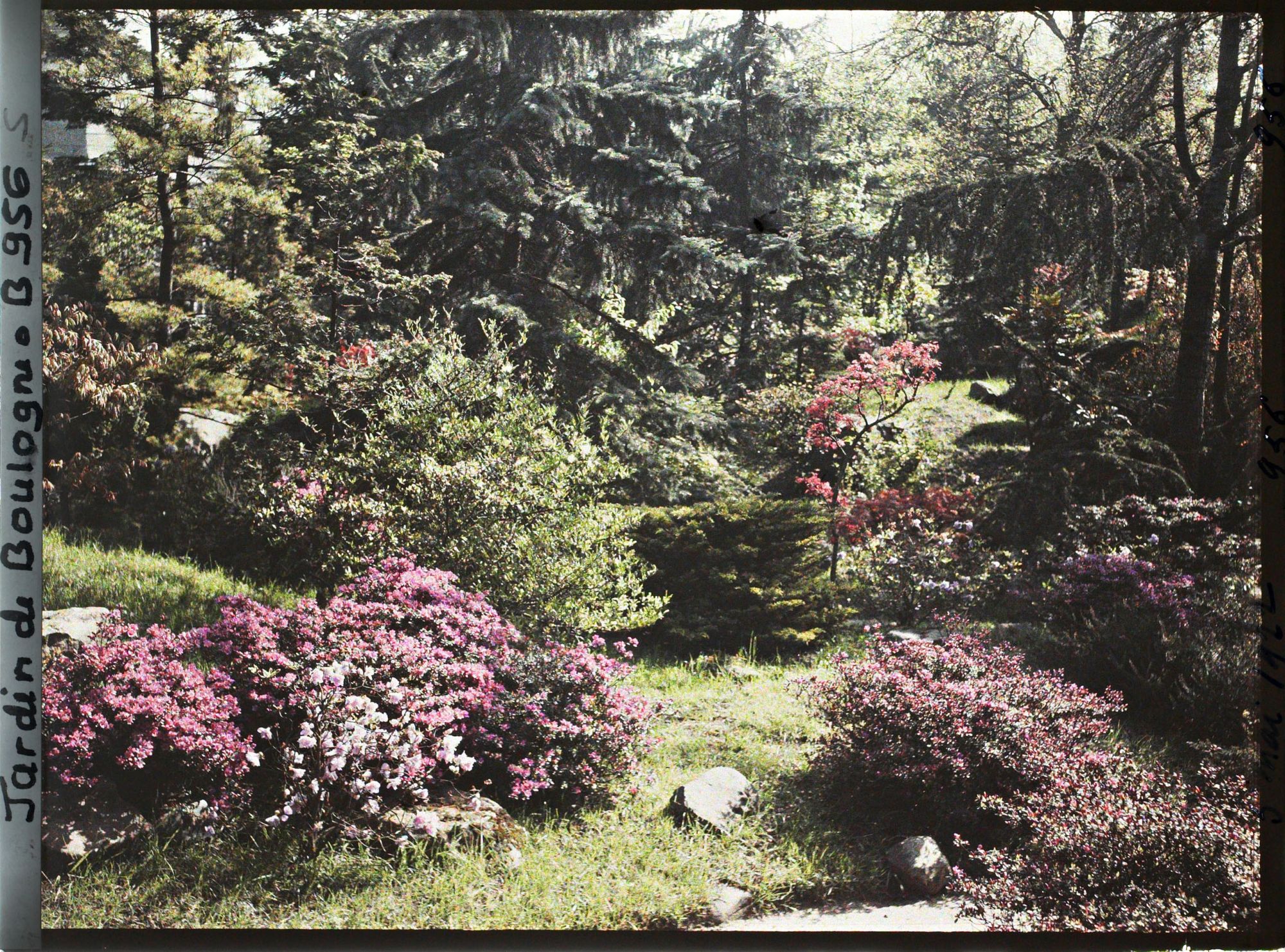 Image représentant Pierres, azalées et érables rougeoyants, situés à l'entrée du " sanctuaire japonais "