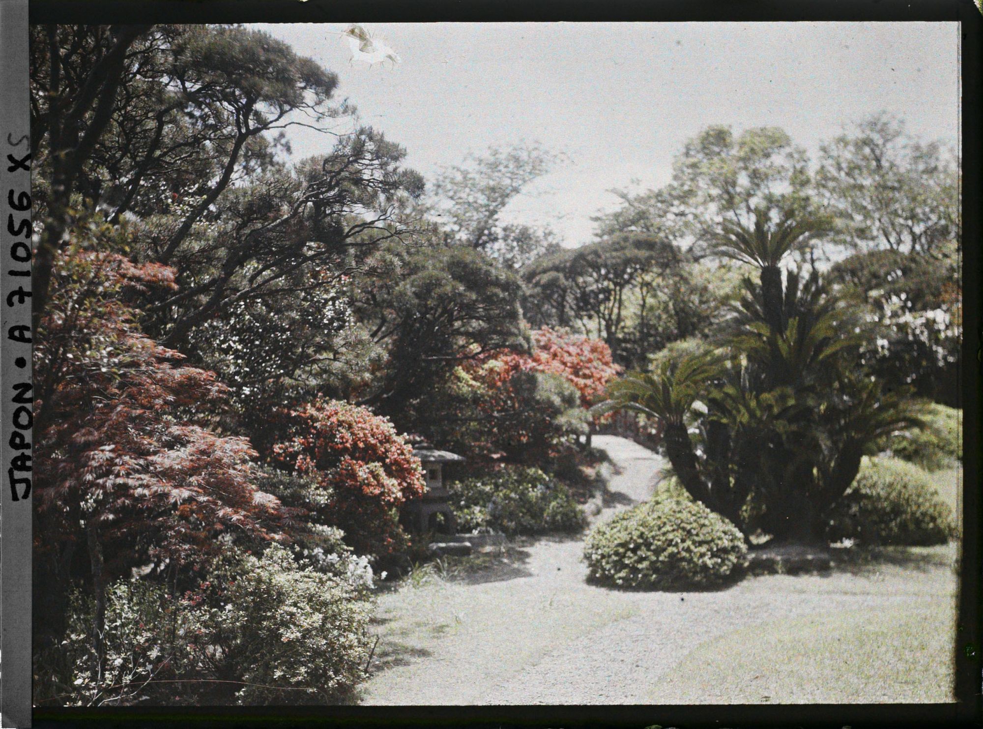 Image représentant Azalées en fleurs et cycas dans un parc