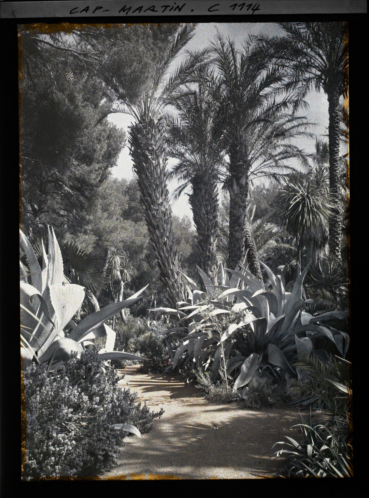 Image représentant le Jardin palmiers