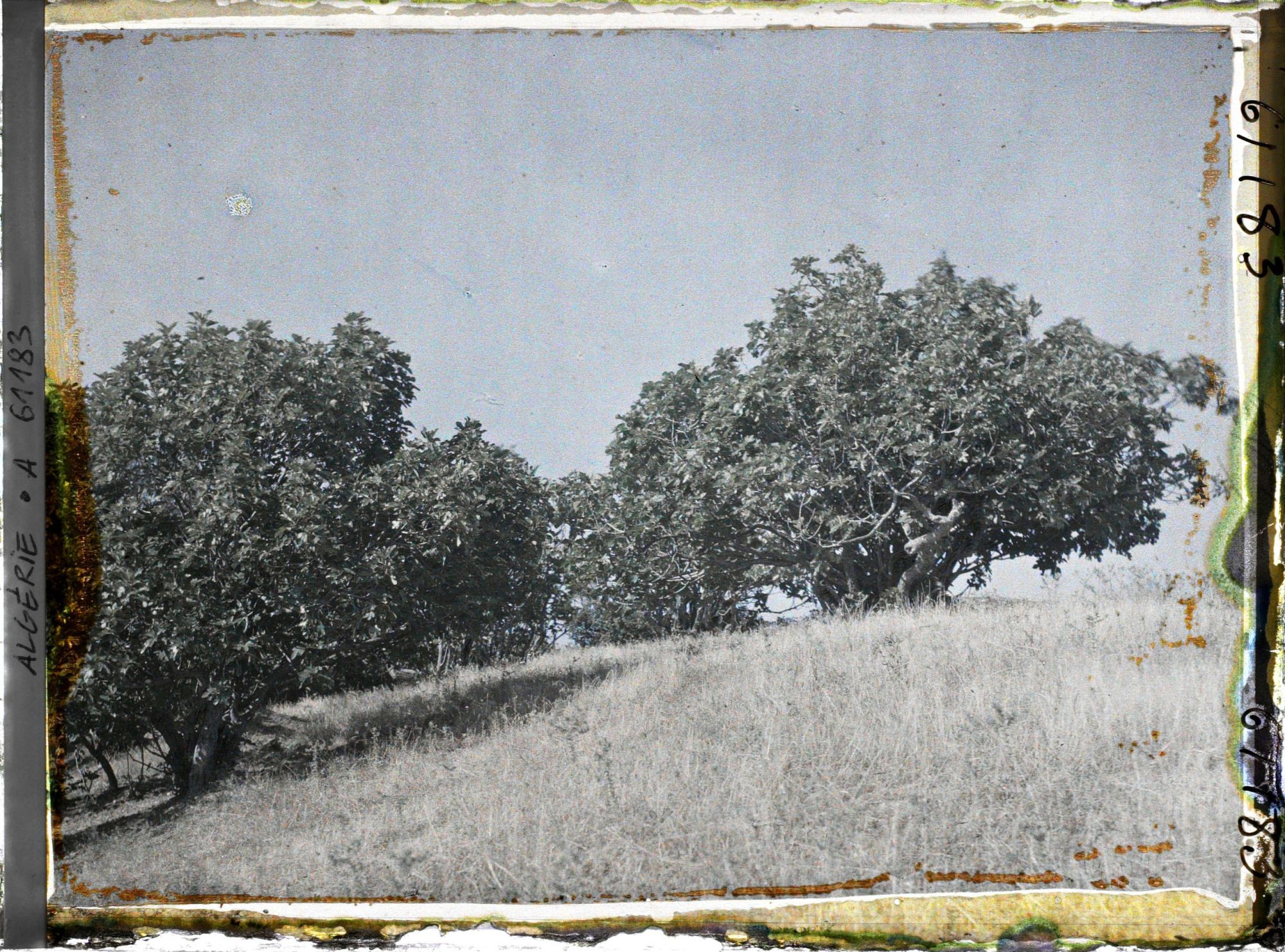 Image représentant Plantation de figuiers
