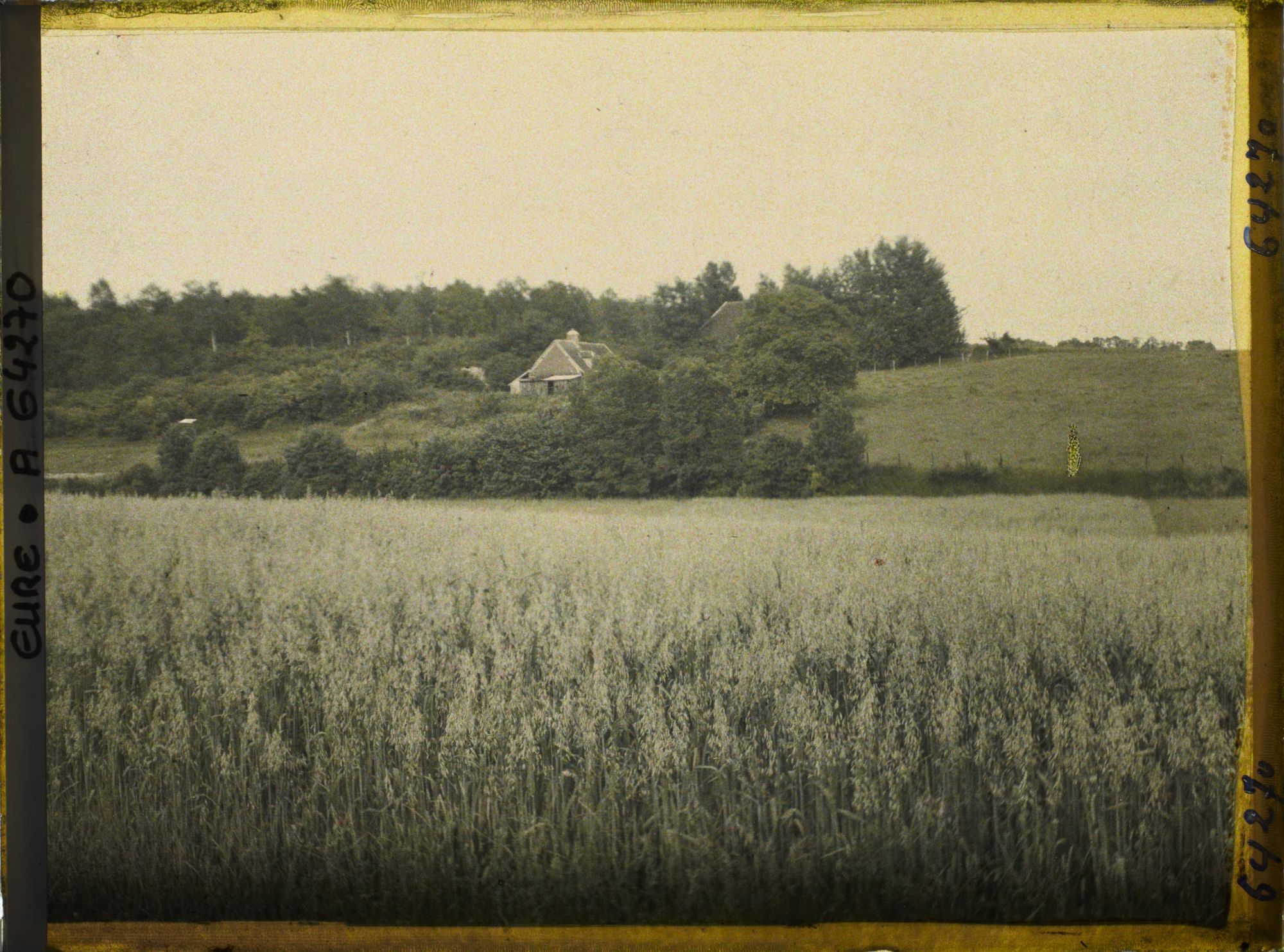 Image représentant Champ d'avoine