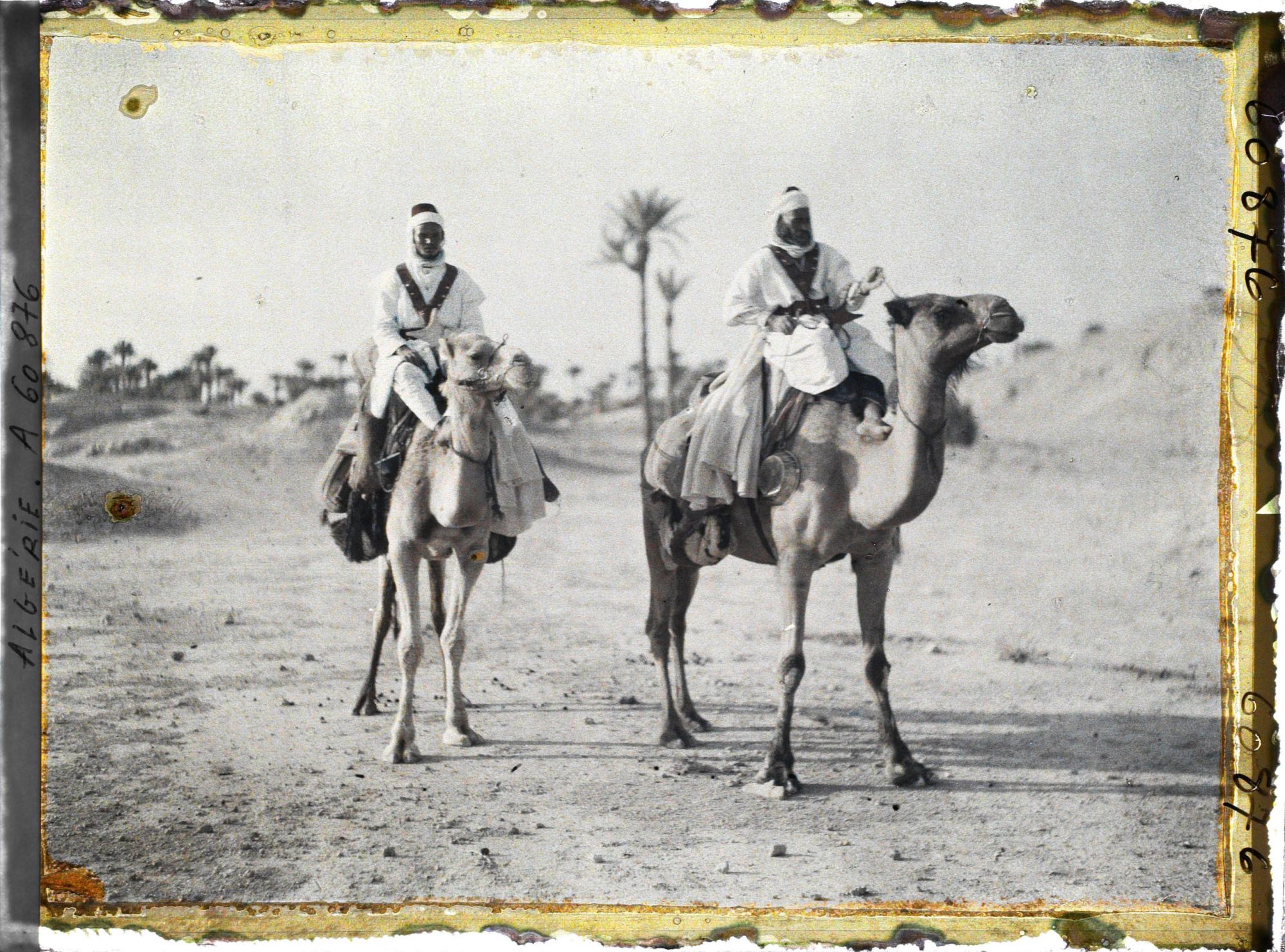 Image représentant Méharistes sahariens