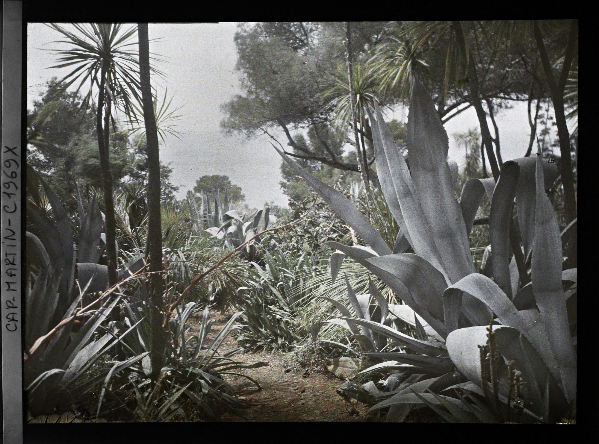 Image représentant Sentier bordé d'agaves, beschornérias, yuccas ou cordylines et autres végétaux, vue prise à 10 h