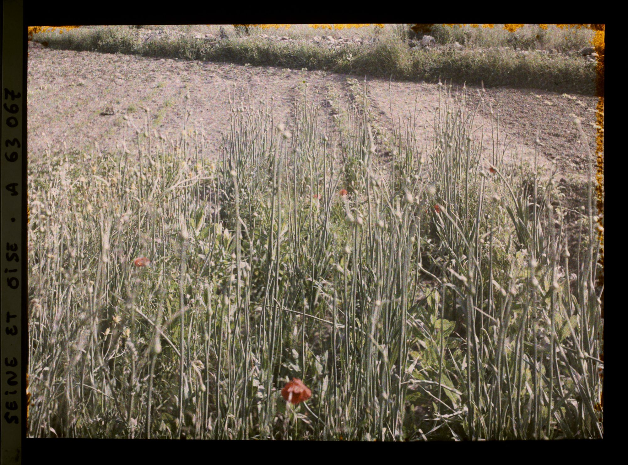 Image représentant Ile de France, Vaux, Oignons de semence