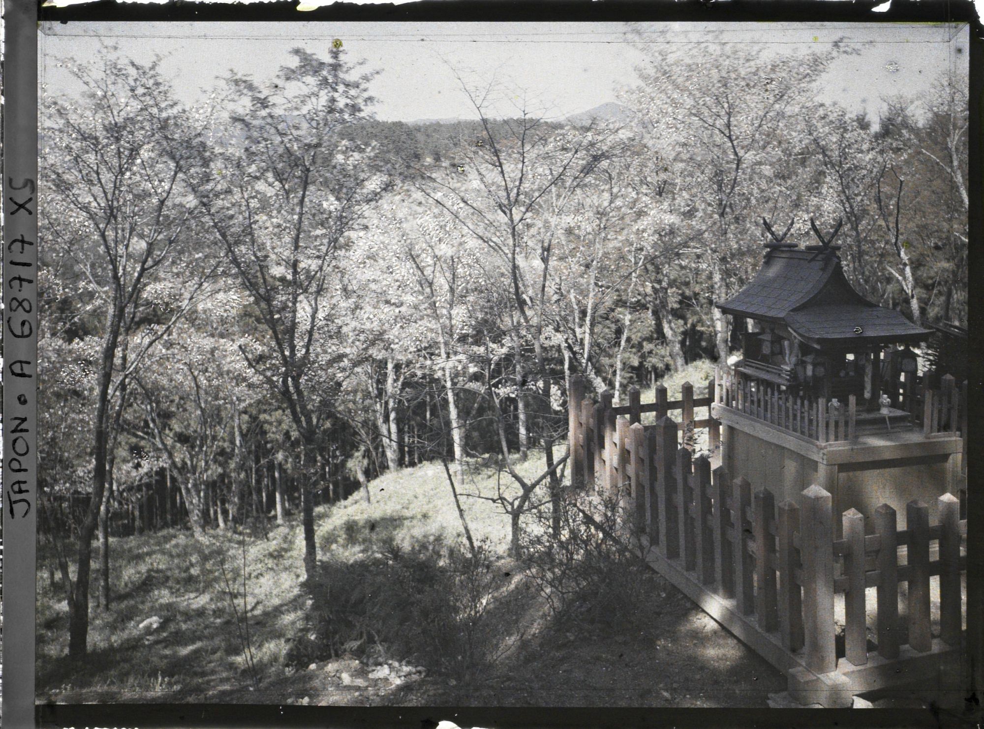 Image représentant Cerisiers en fleurs et petit sanctuaire shinto