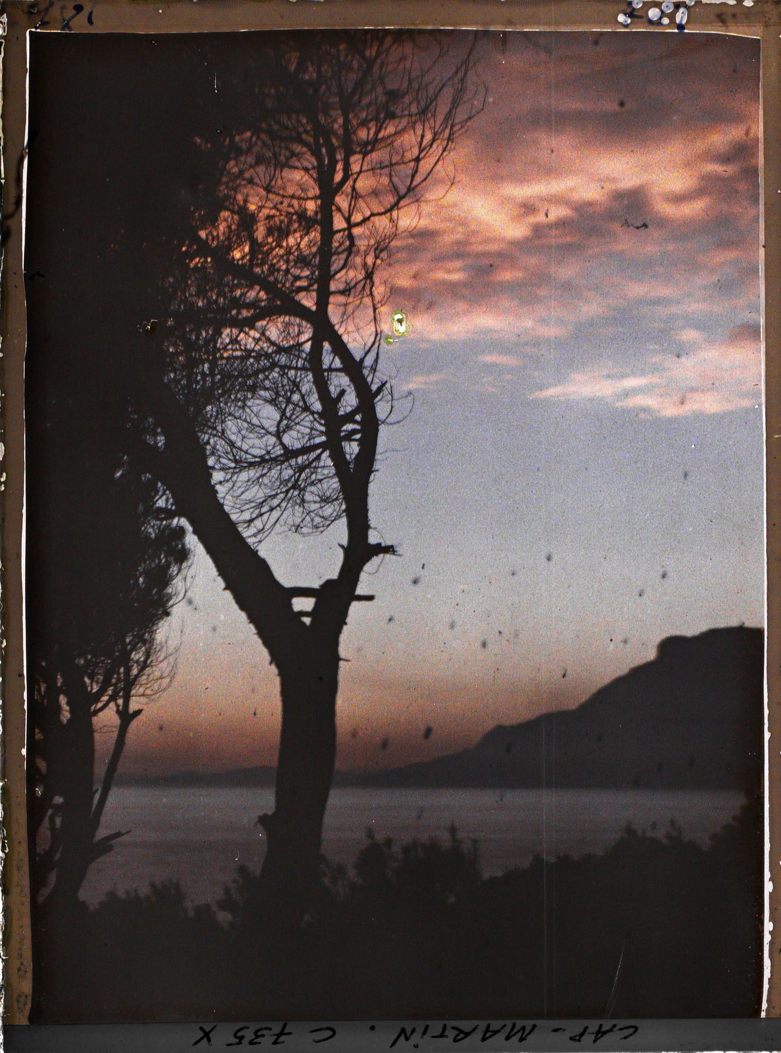 Image représentant Pin et végétation buissonnante se découpant dans le soleil couchant, en direction de Monaco