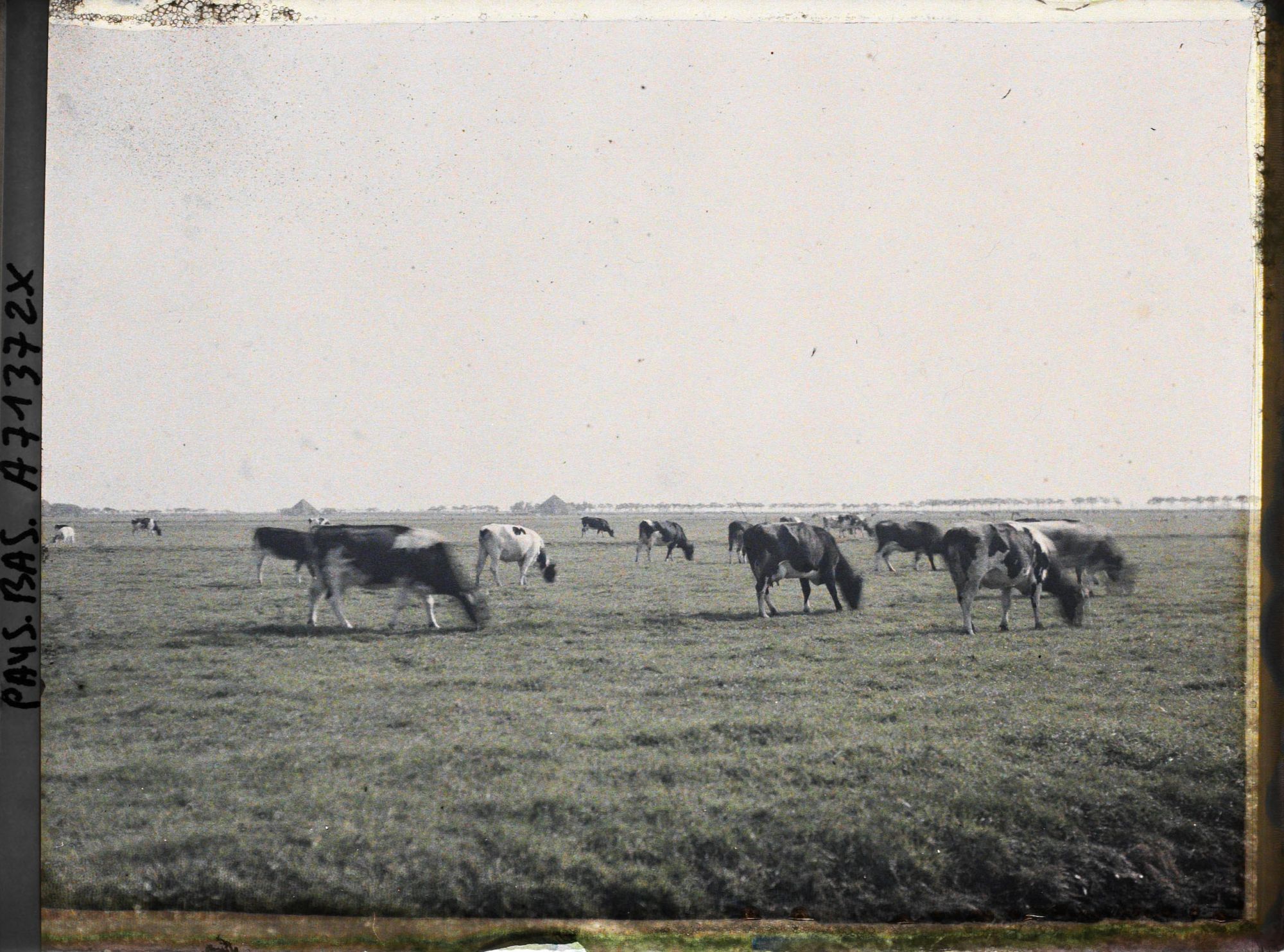 Image représentant Troupeau de vaches
