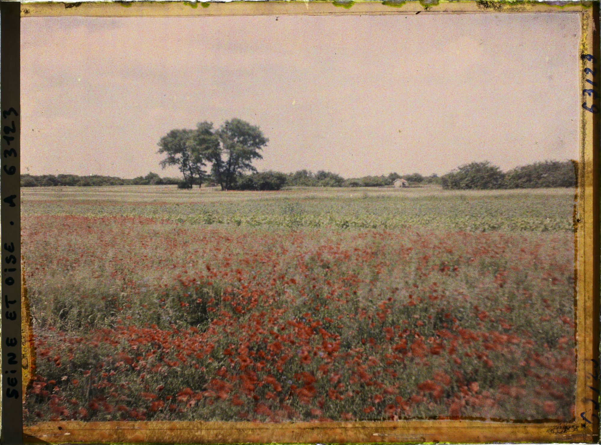 Image représentant Ile de France, Corneilles en Parisis , Blés et Coquelicots