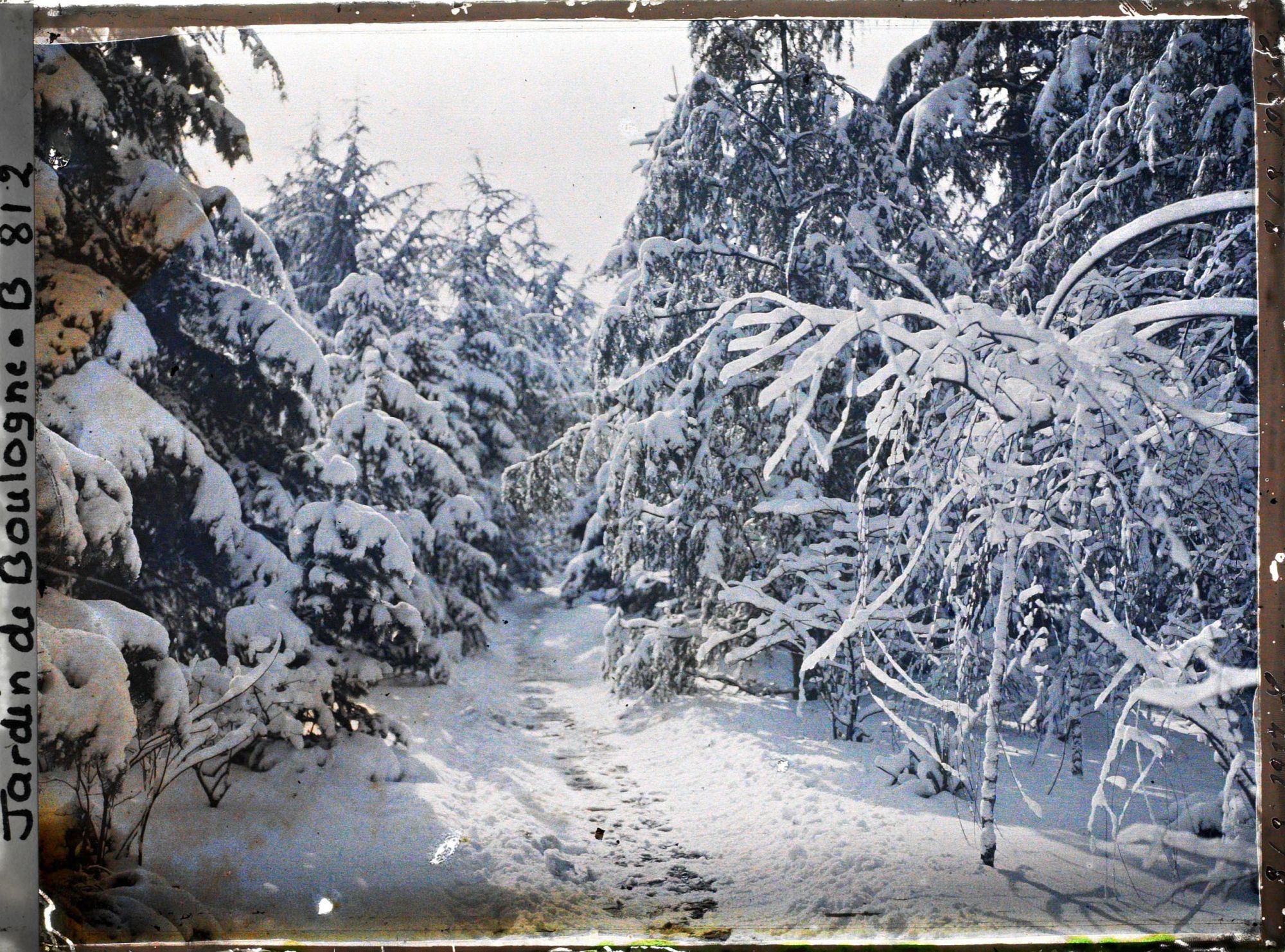 Image représentant La  forêt bleue sous la neige