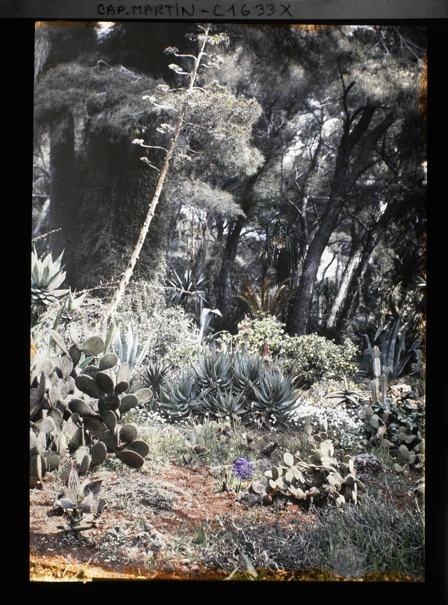 Image représentant Espace planté de plantes succulentes en lisière de sous-bois