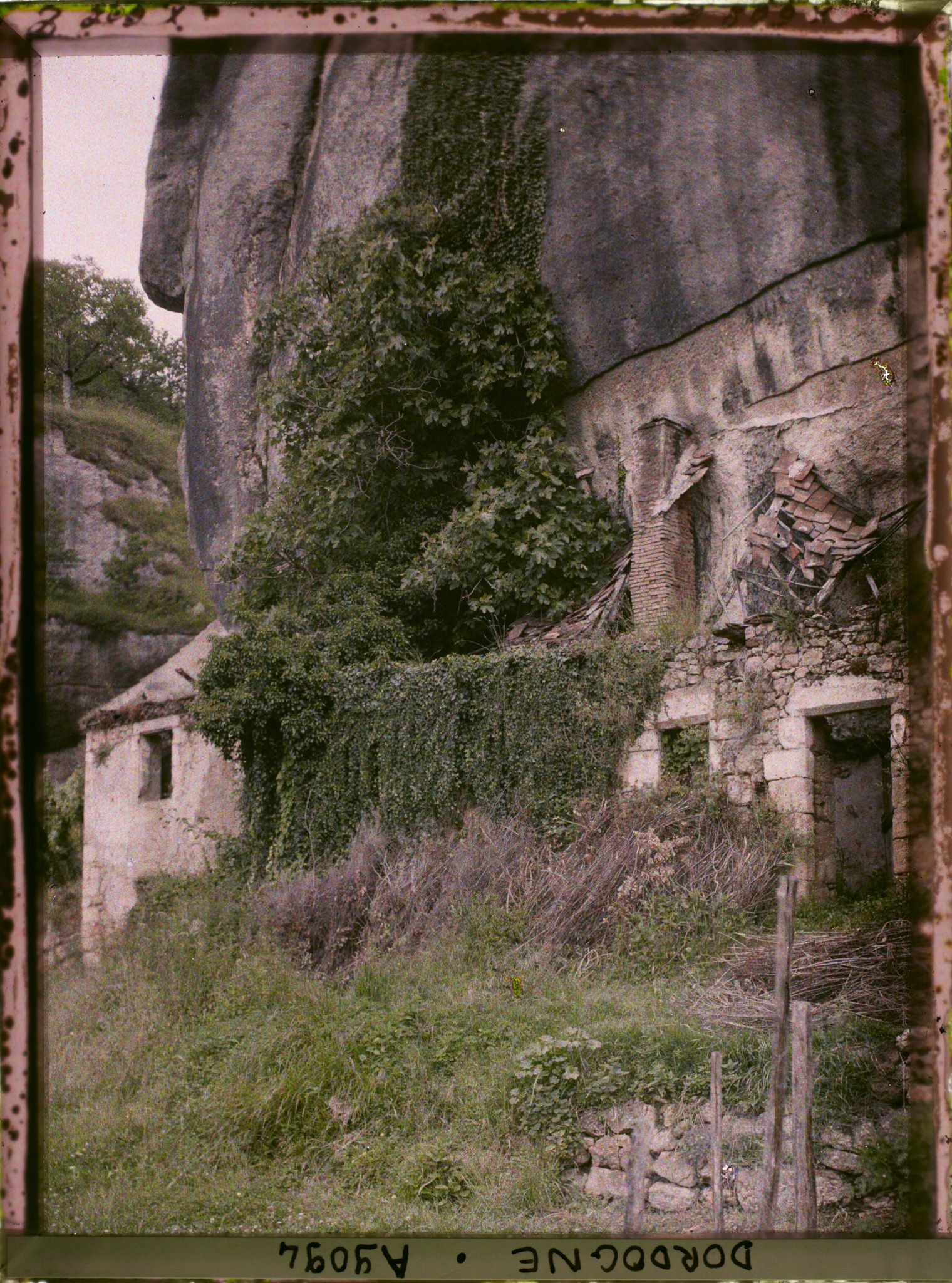 Image représentant France, à Laugerie Basse : le figuier et le lierre collés à la paroi